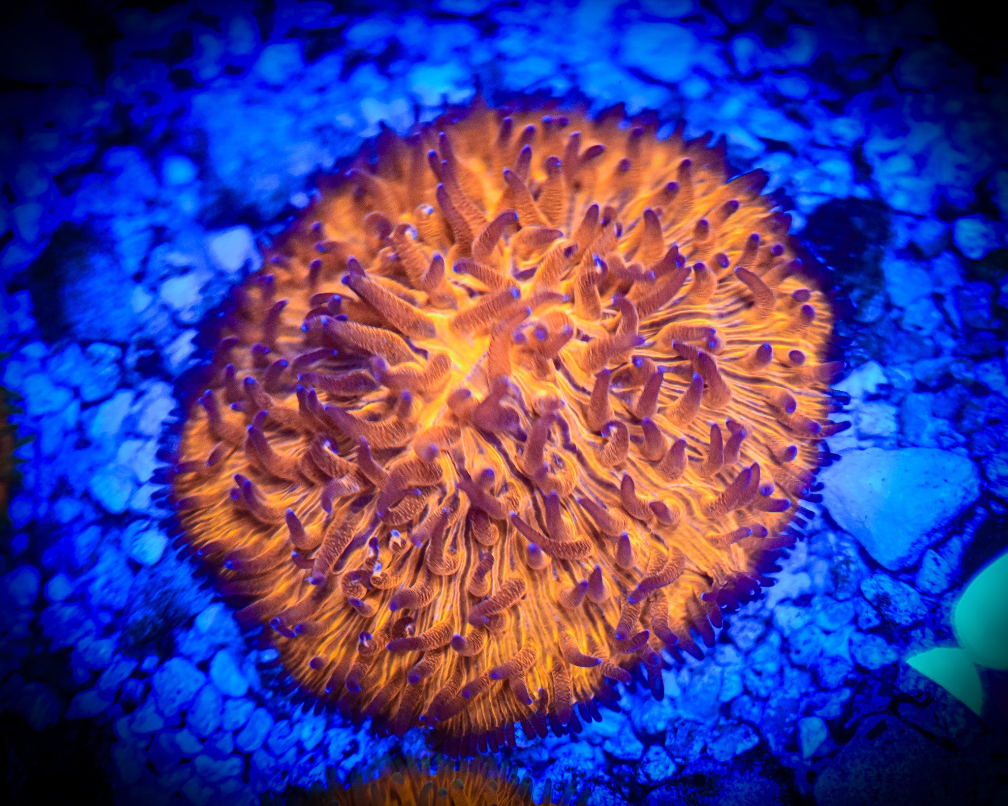 WYSIWYG Molten Core Plate XL