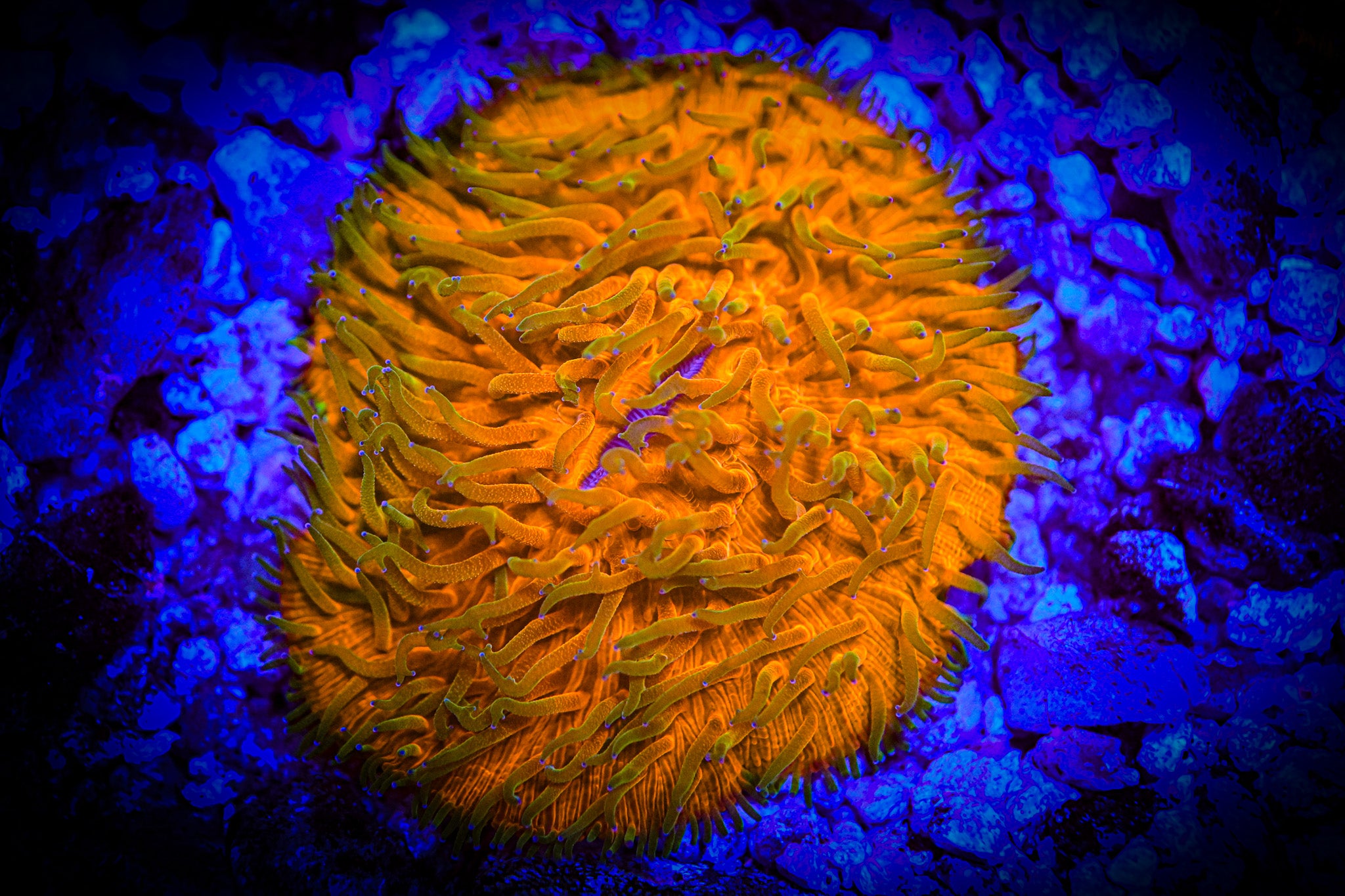 WYSIWYG California Orange Plate XL