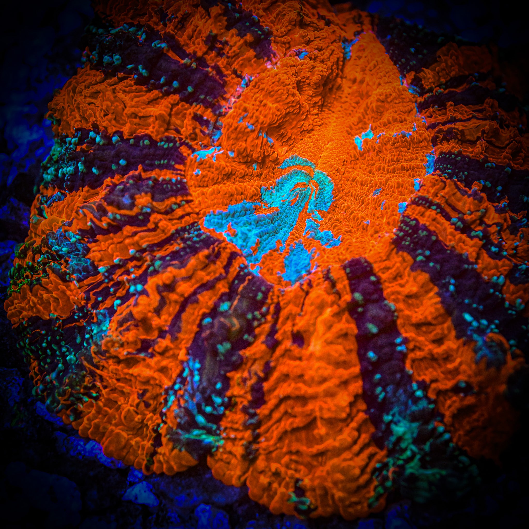 XL *RARE* *UNIQUE* Ultra Acantho