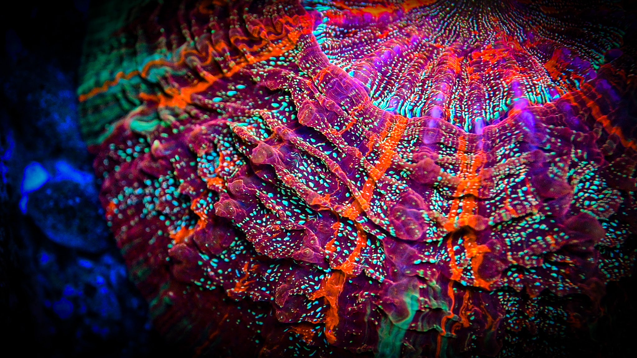 XL *RARE* *UNIQUE* Master Acantho