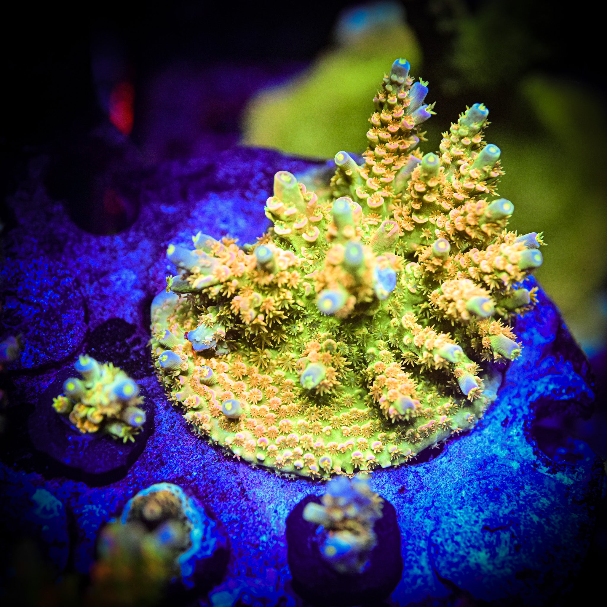 BigR Walt Disney Frag