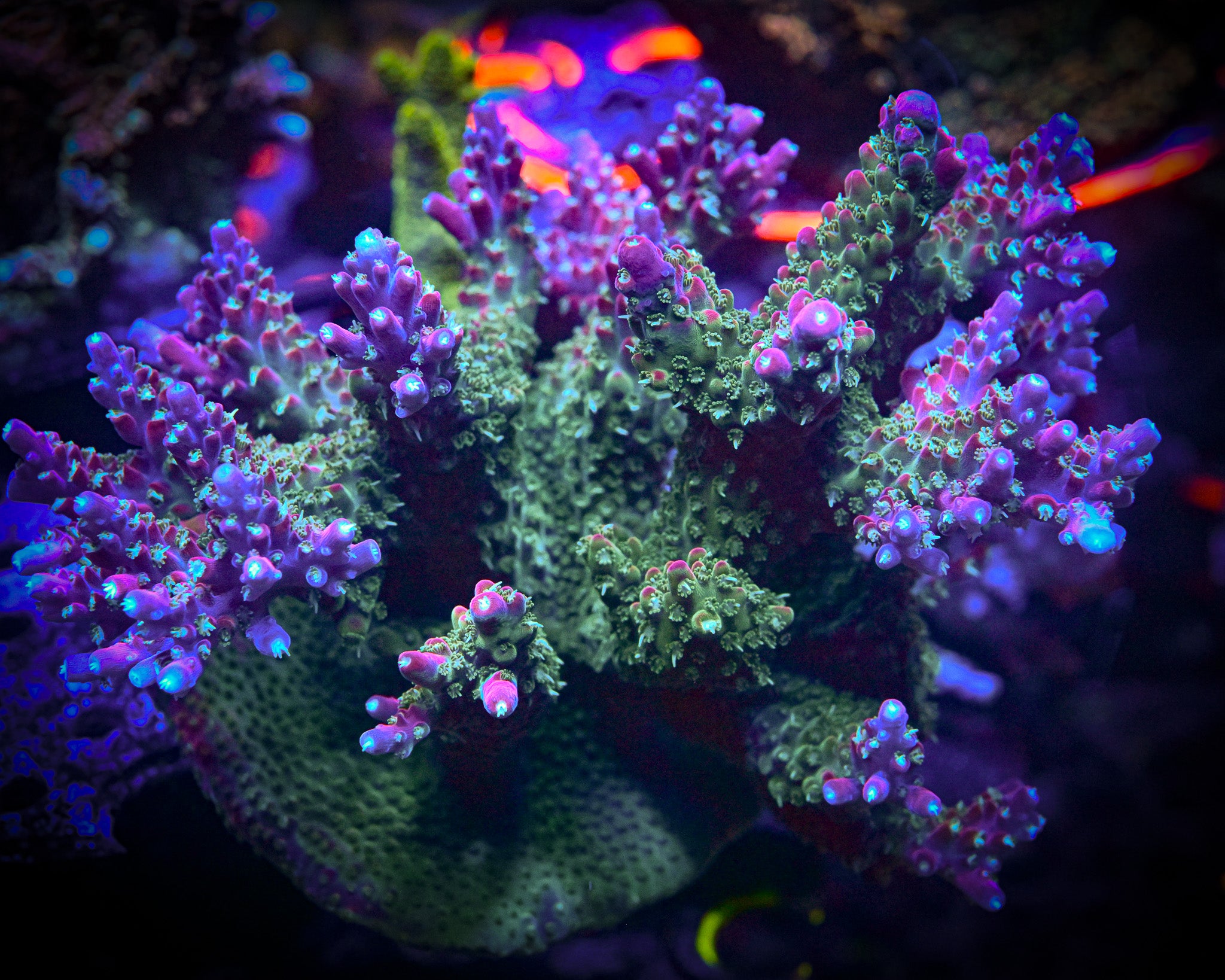 TSA Grape Ape Acropora Frag
