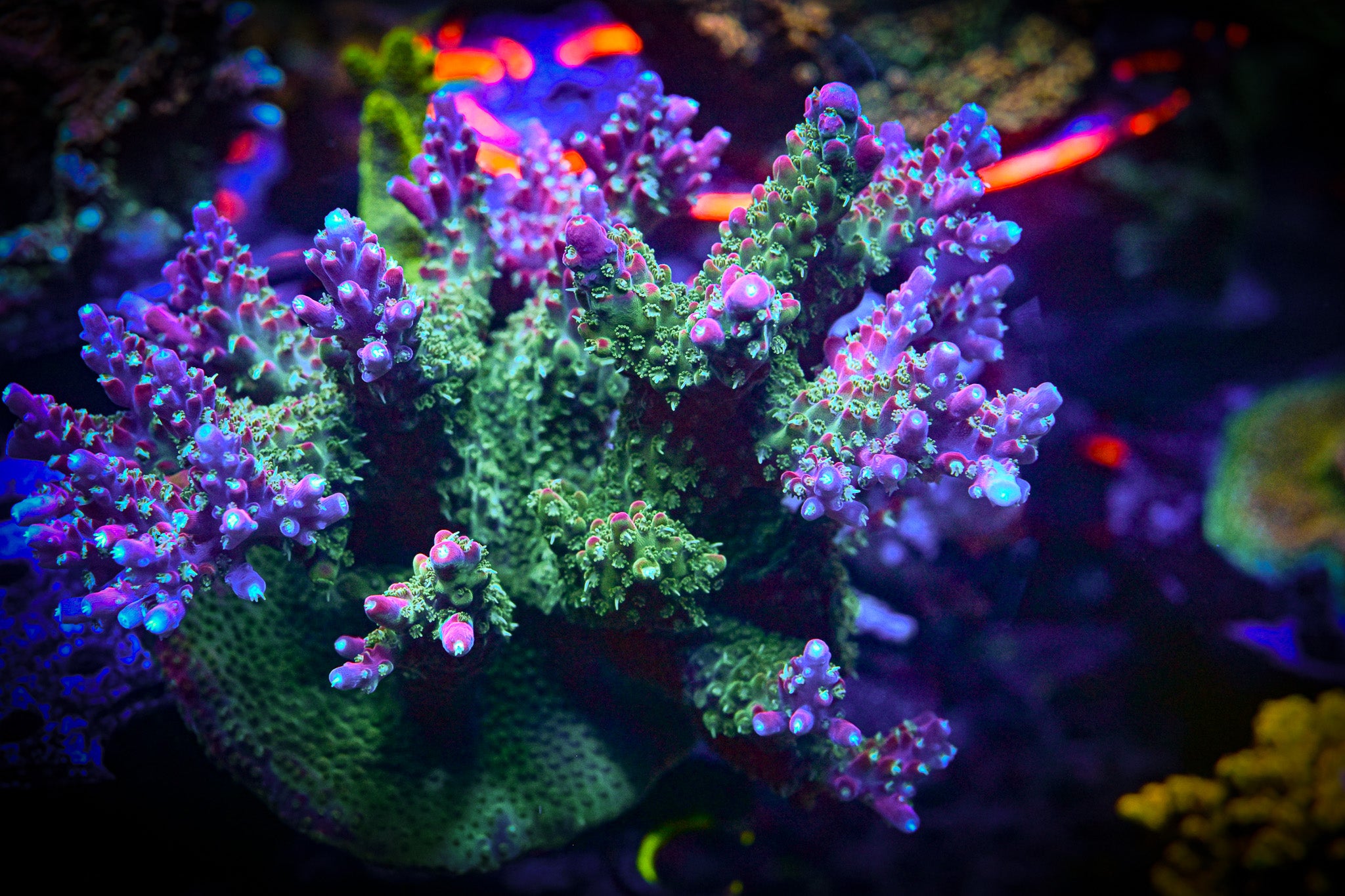 RC Grimace Acropora Frag