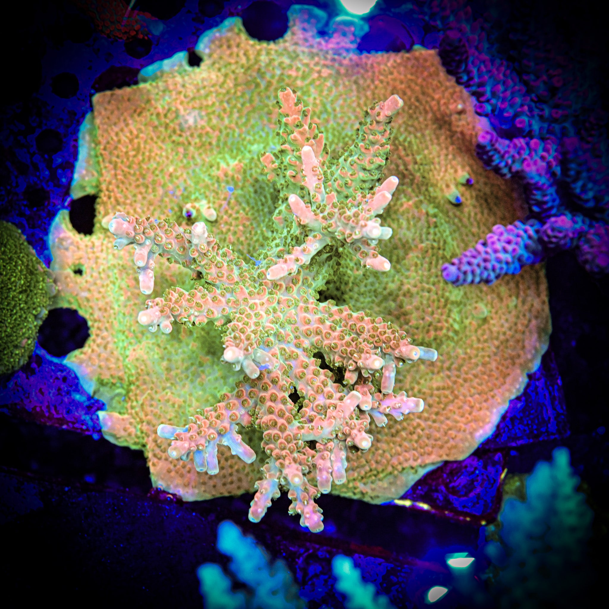 TGC Orange Creamsicle Acropora Frag