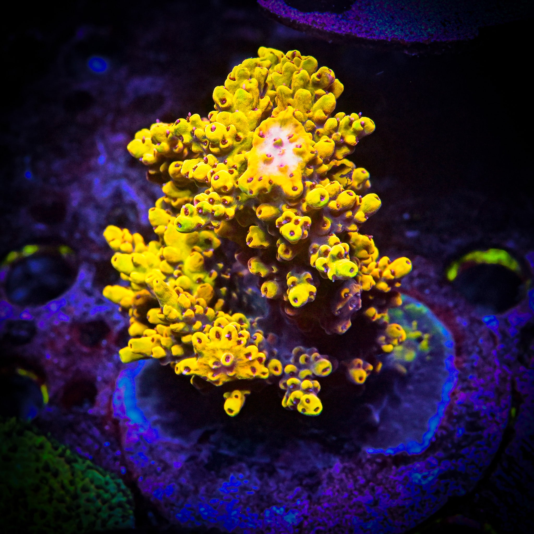 RC Bumblebee Acropora Frag