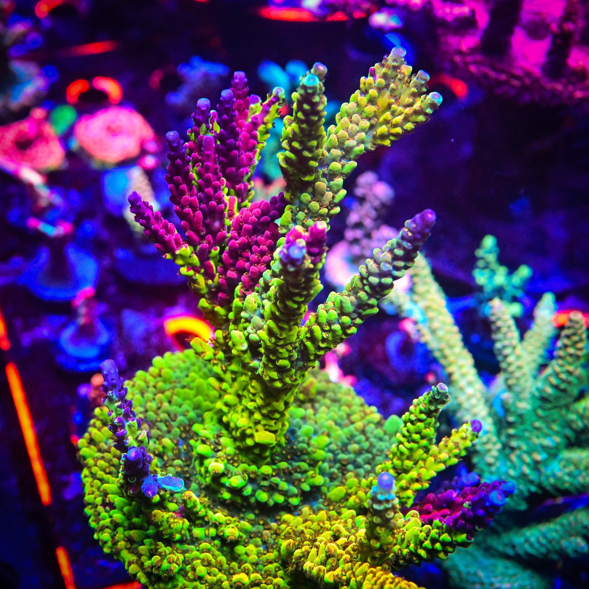 *RARE* PC Rainbow Splice *CUT TO ORDER FRAG*