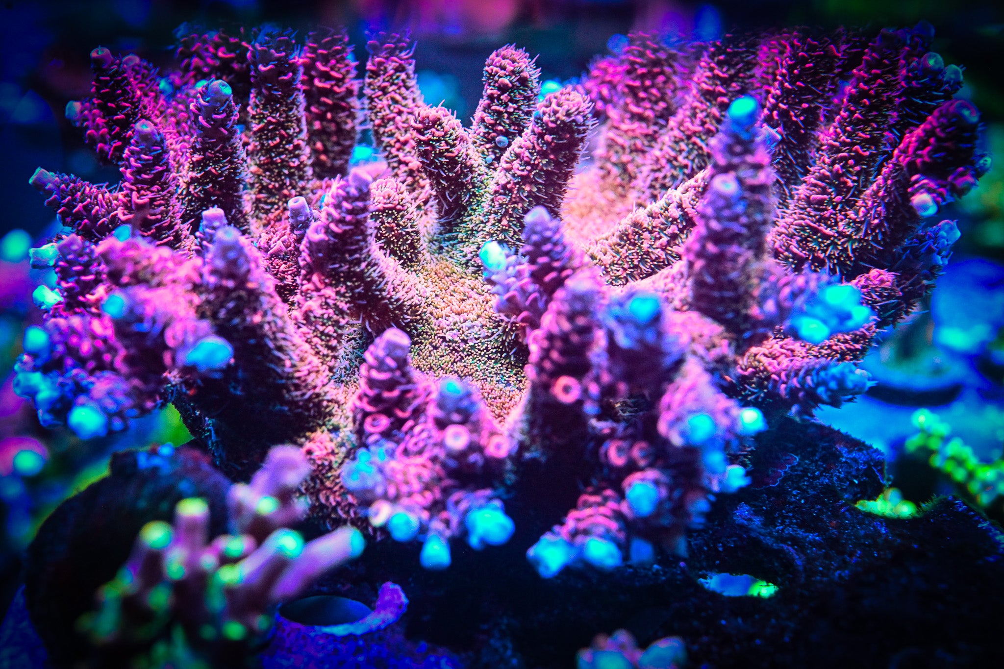 RC Furiosa Acropora