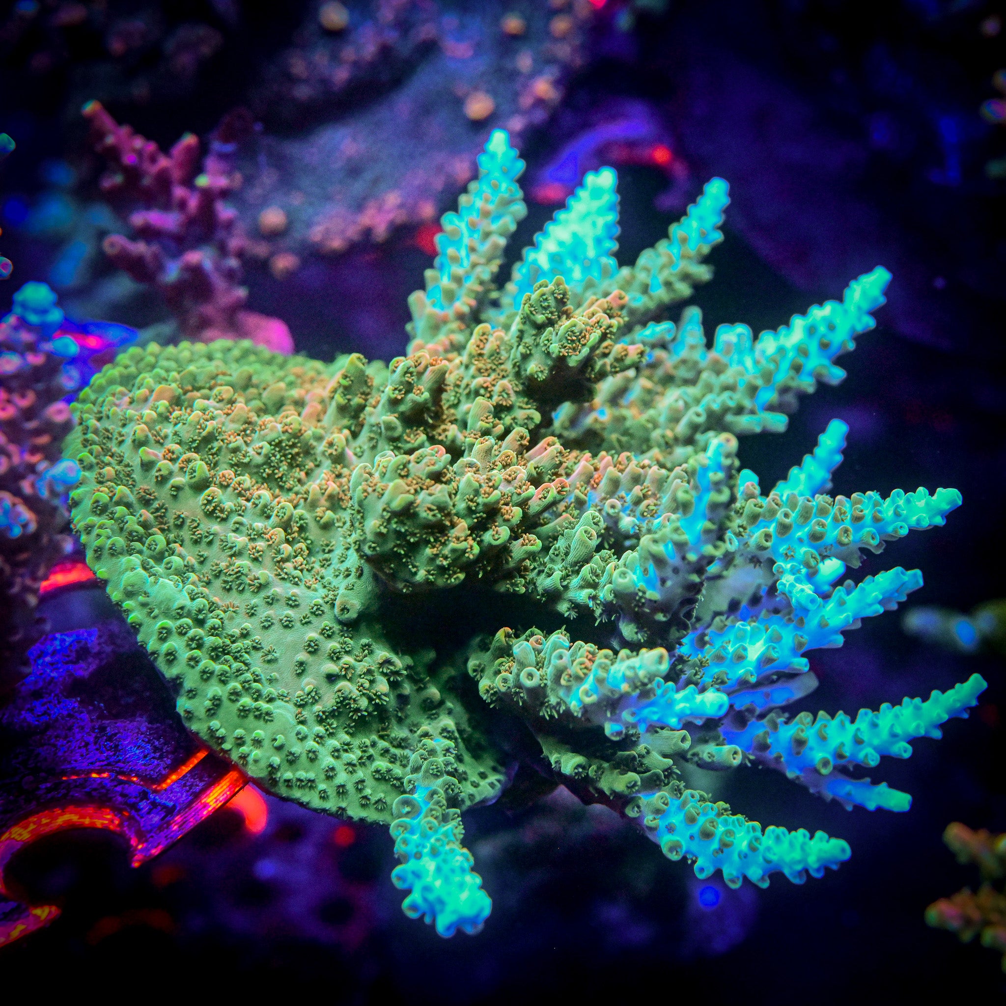 TSA Dan Aykroyd Acropora *Cut to Order*