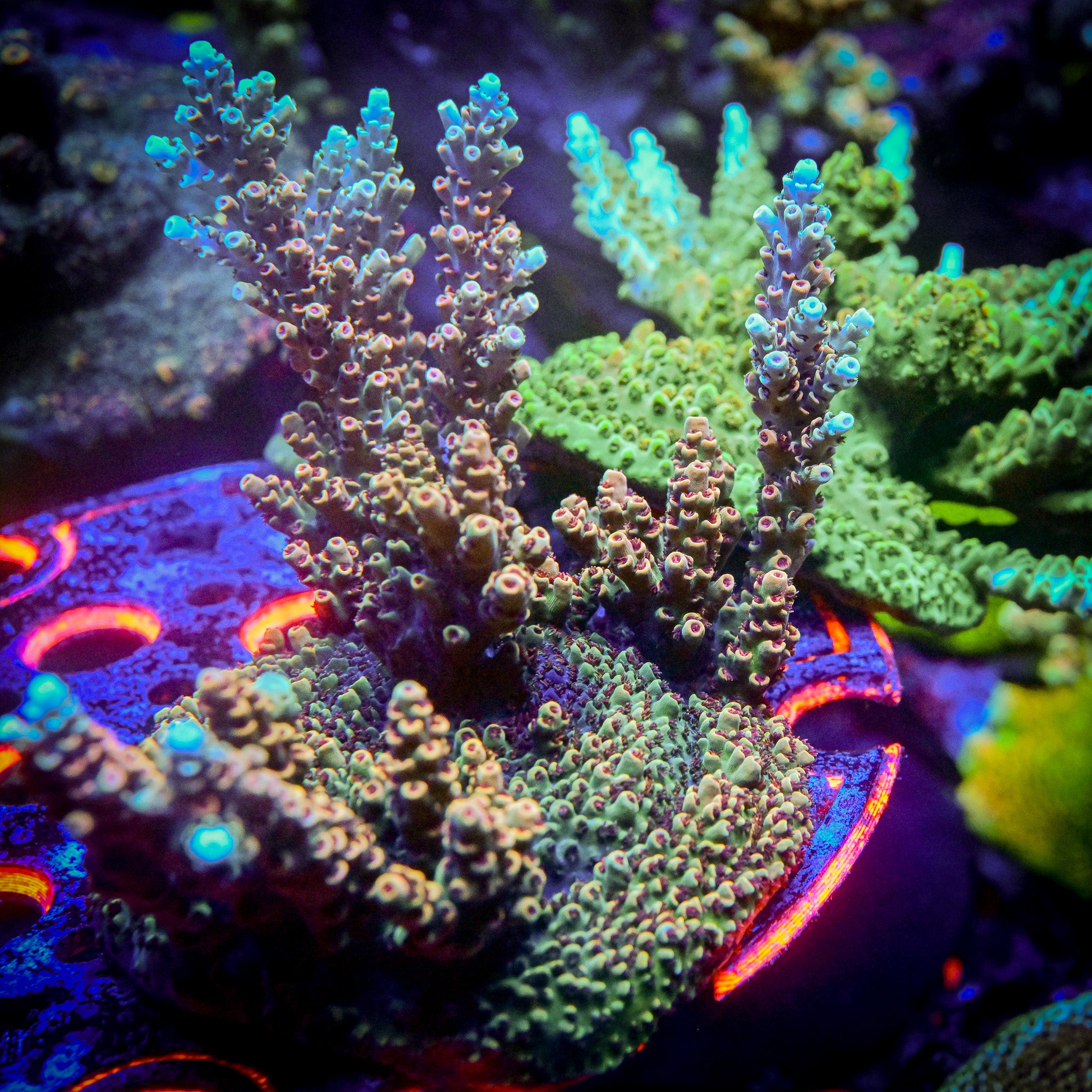 TSA Bill Murray Acropora *Cut to Order*
