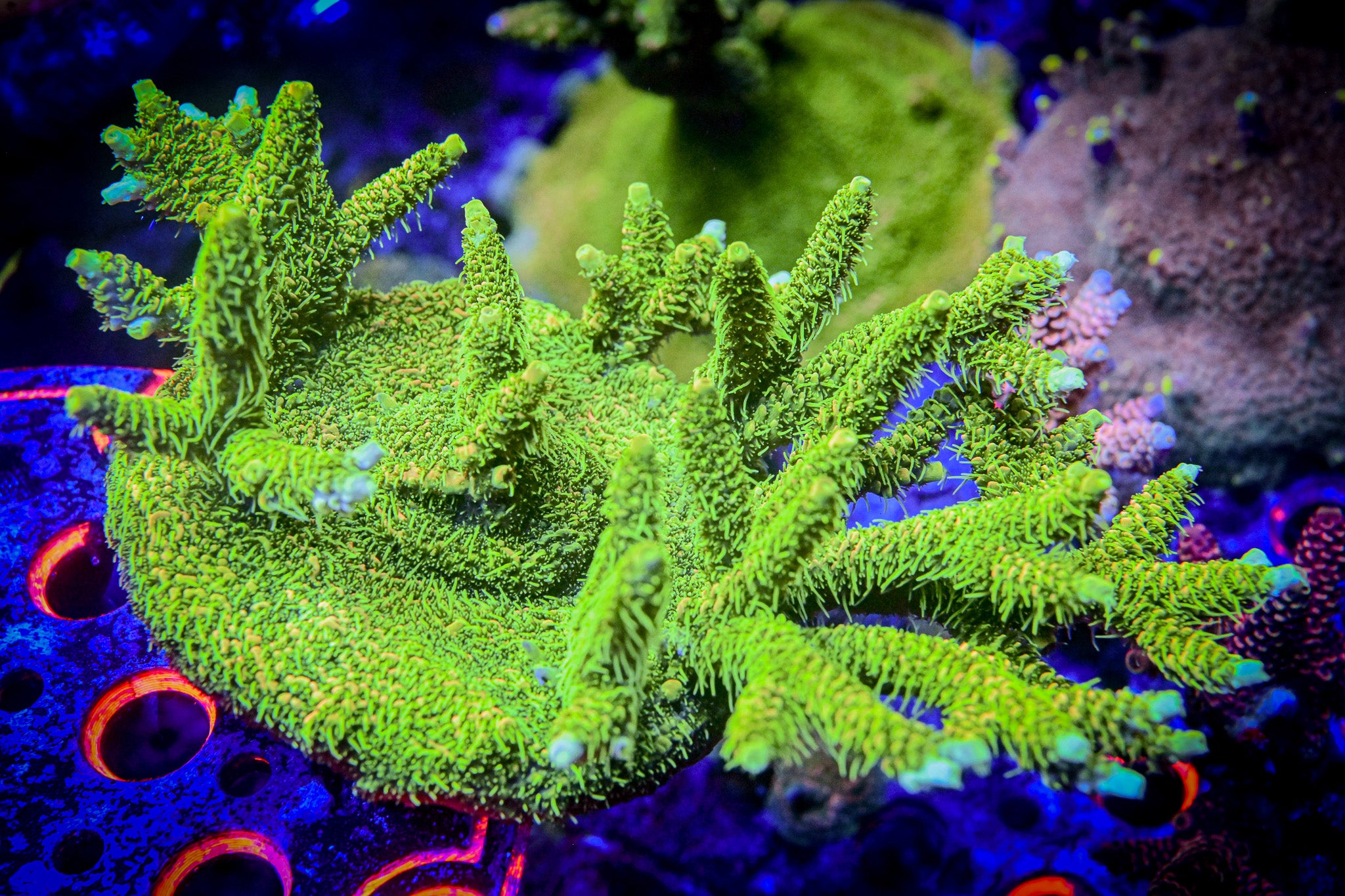 RC High Voltage Acropora