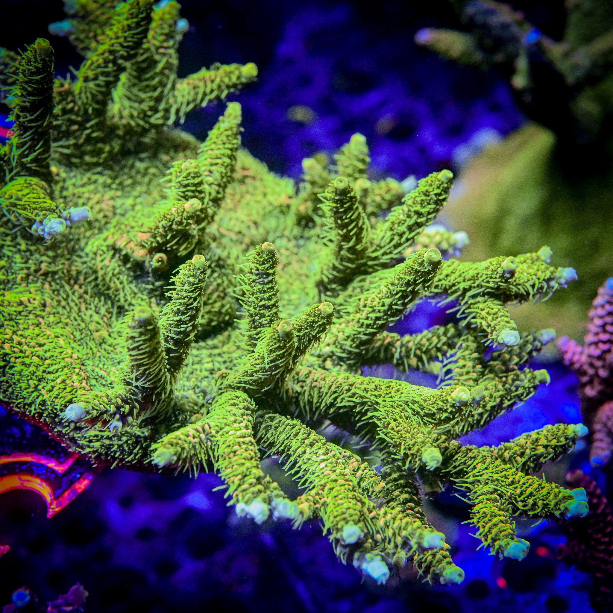 RC High Voltage Acropora