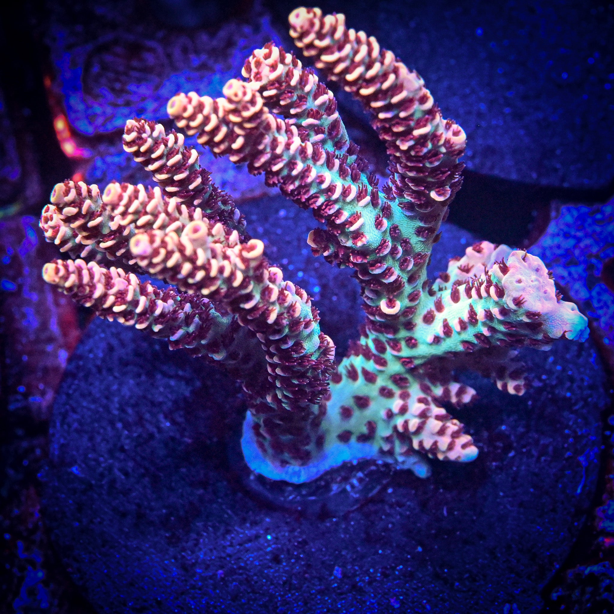 RC Ryuu Malaysian Selago