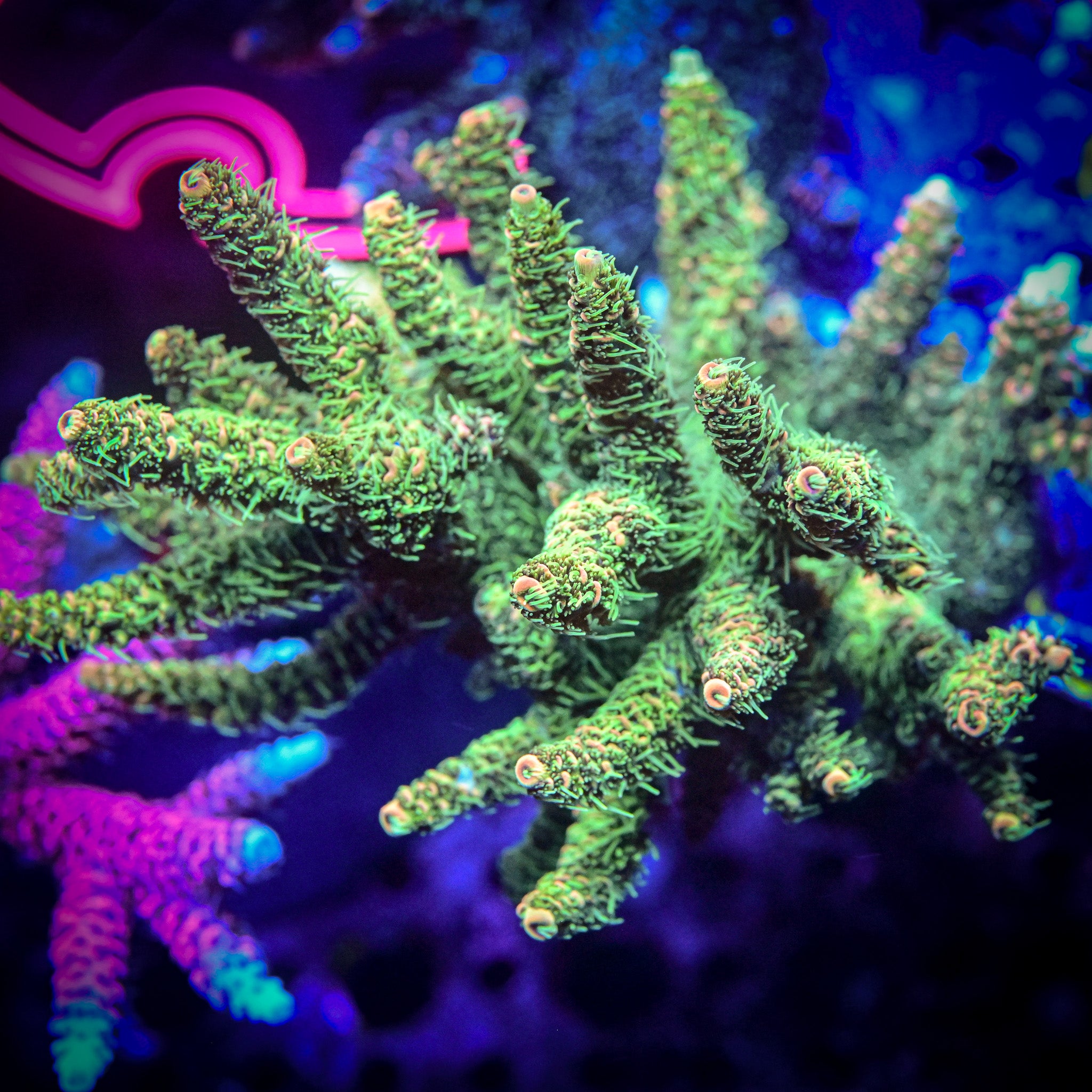 RC California Kush Acropora