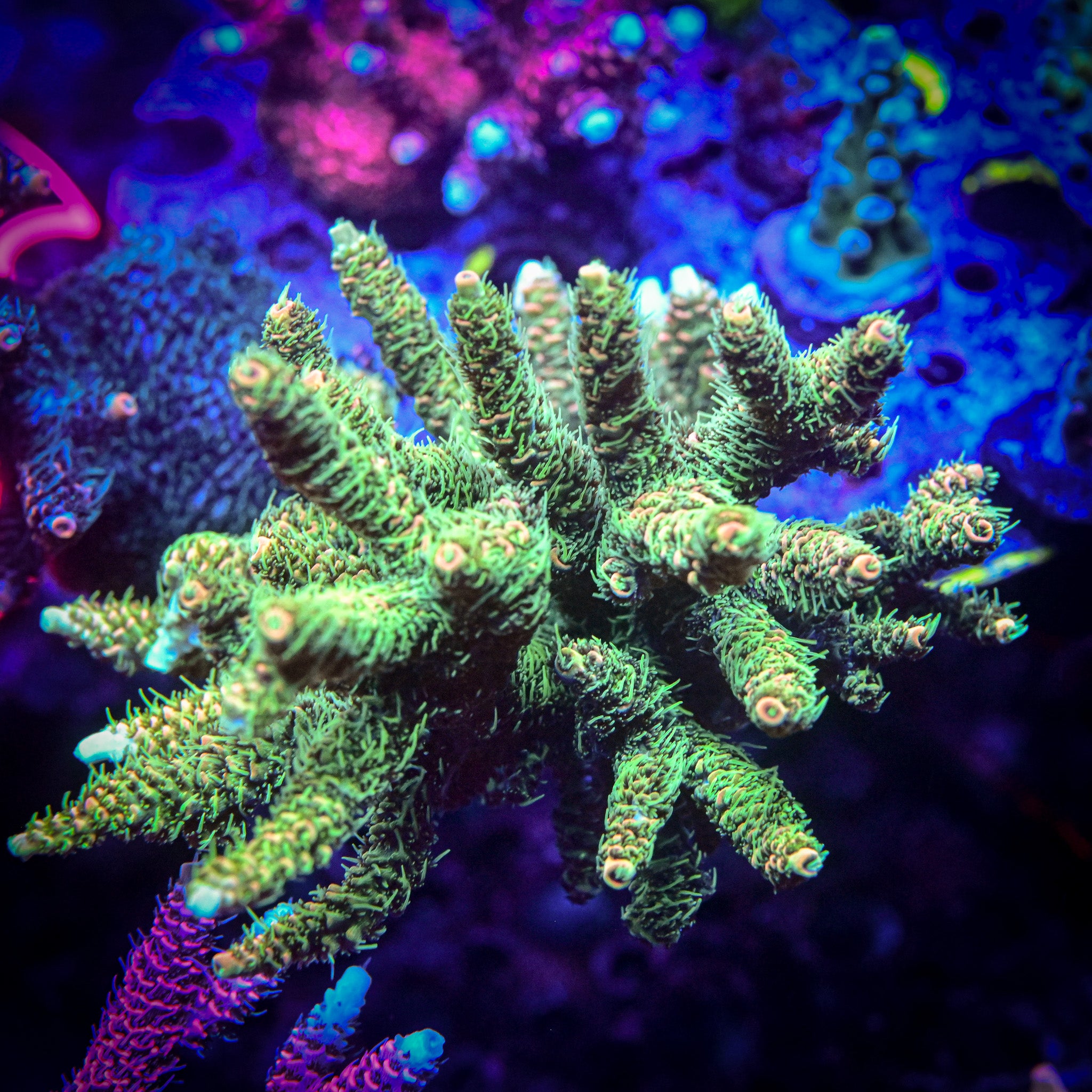 RC California Kush Acropora