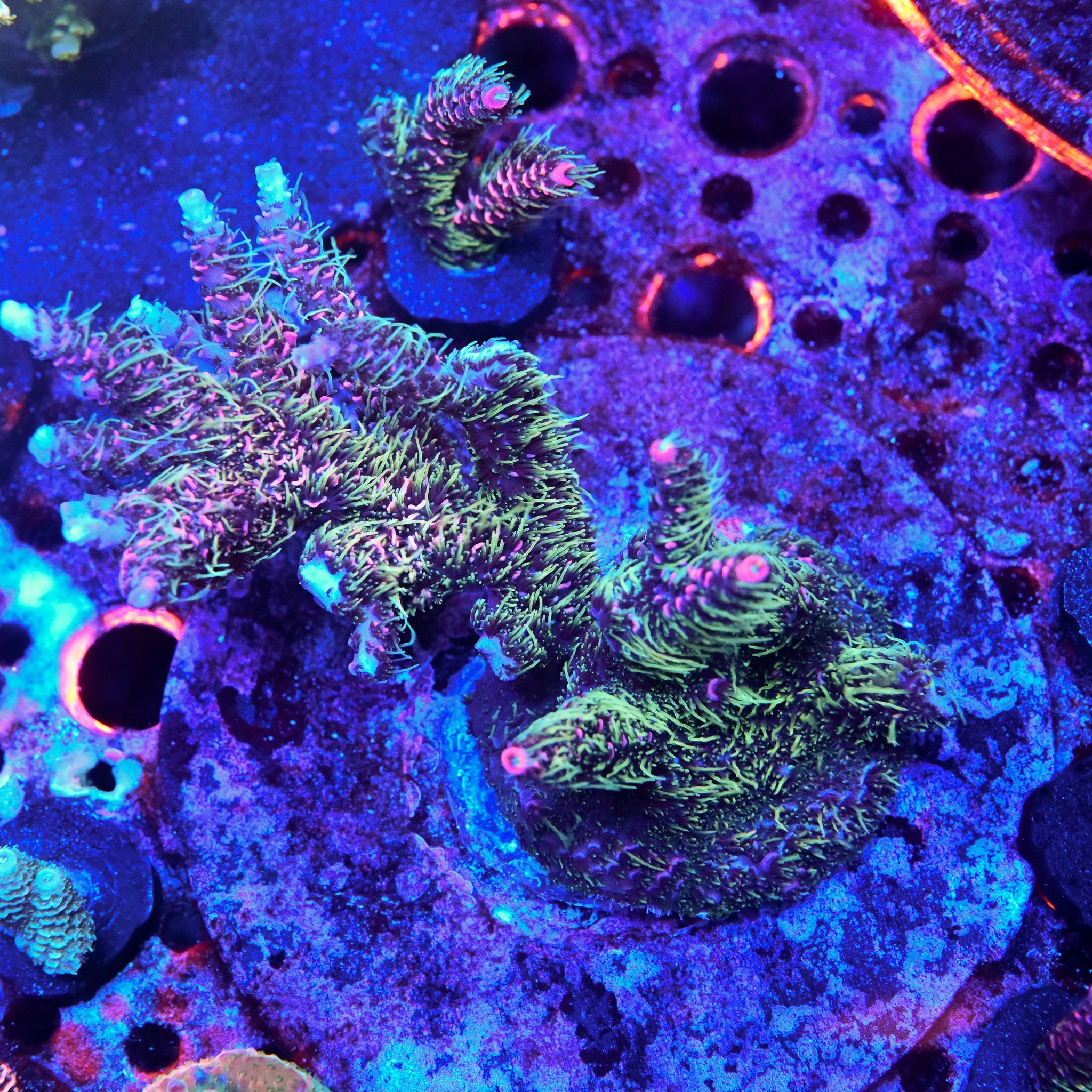 Reef Chasers | Buy Corals Online | CCH Chewbacca Acropora Frag for