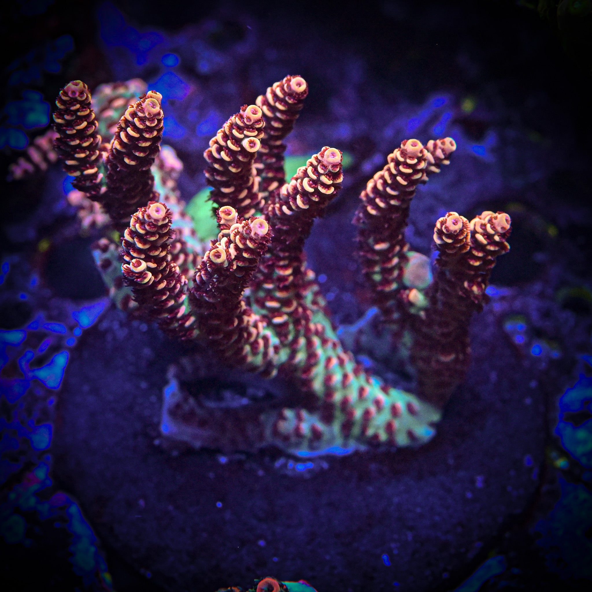 RC Ryuu Malaysian Selago