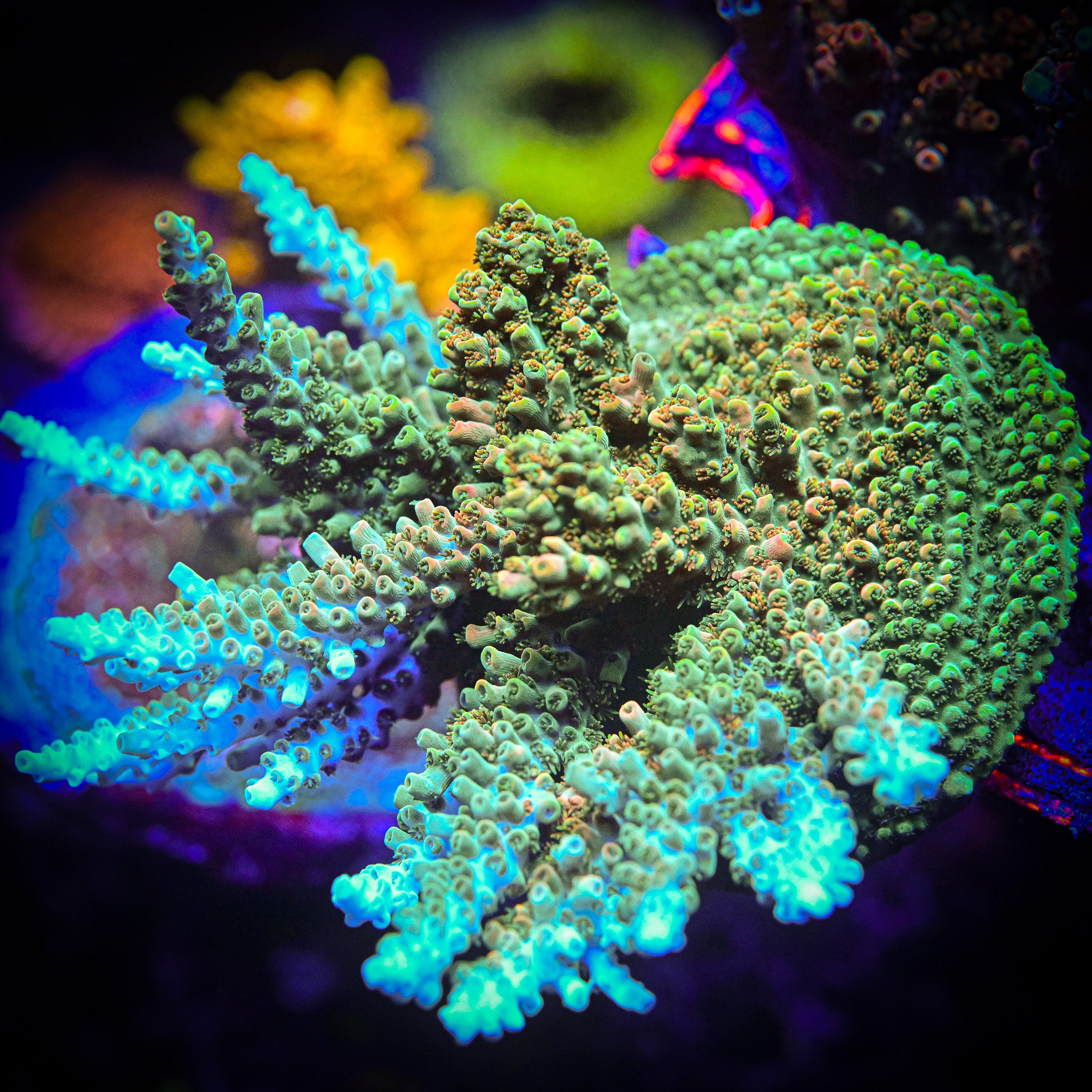 TSA Dan Aykroyd Acropora *Cut to Order*
