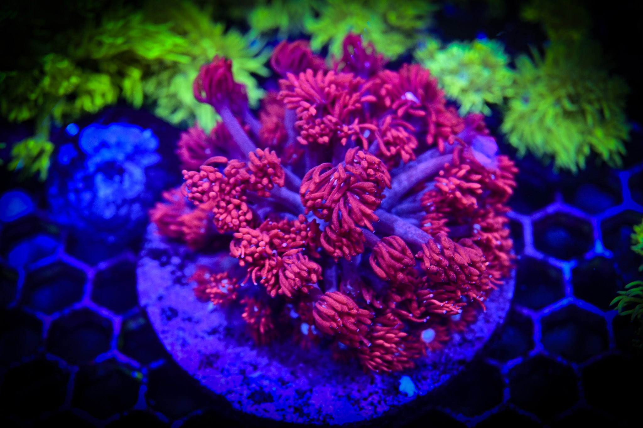 Ultra Goniopora Coral Frag WYSIWYG top saltwater aquarium corals