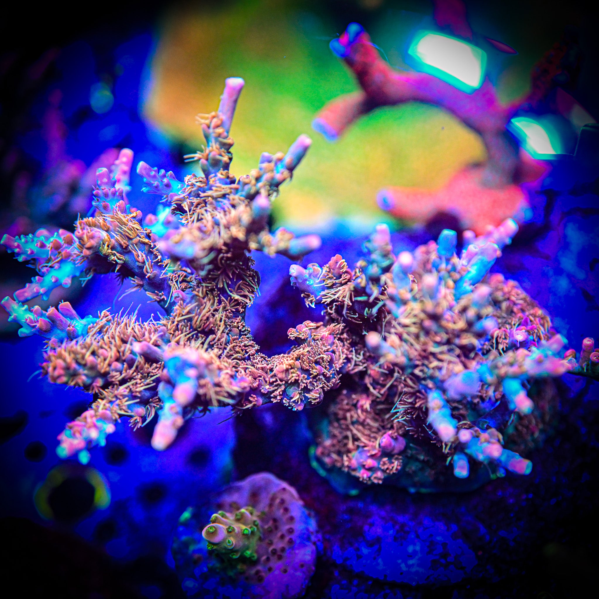 RC Dream Catcher Acropora
