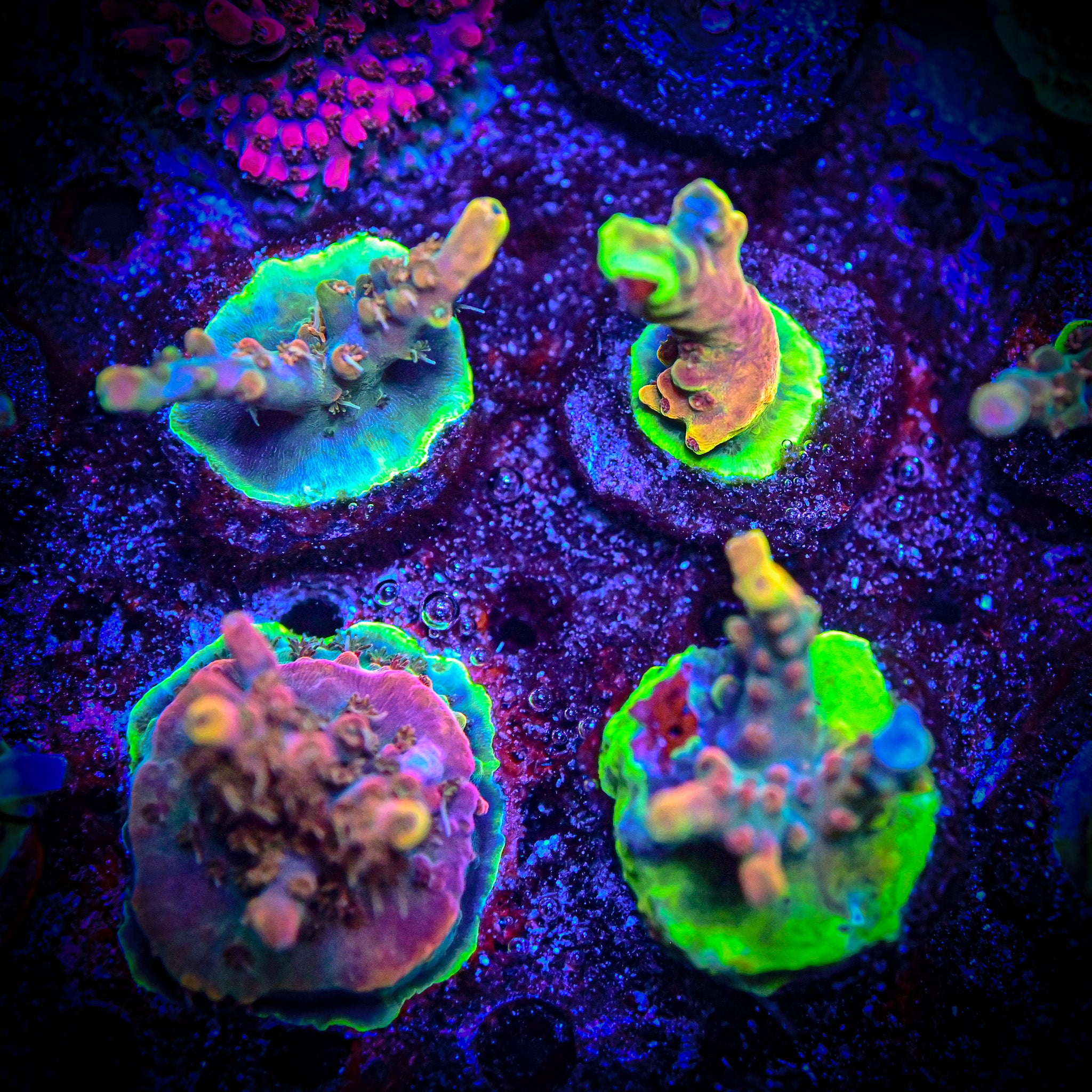 RC Dream Catcher Acropora