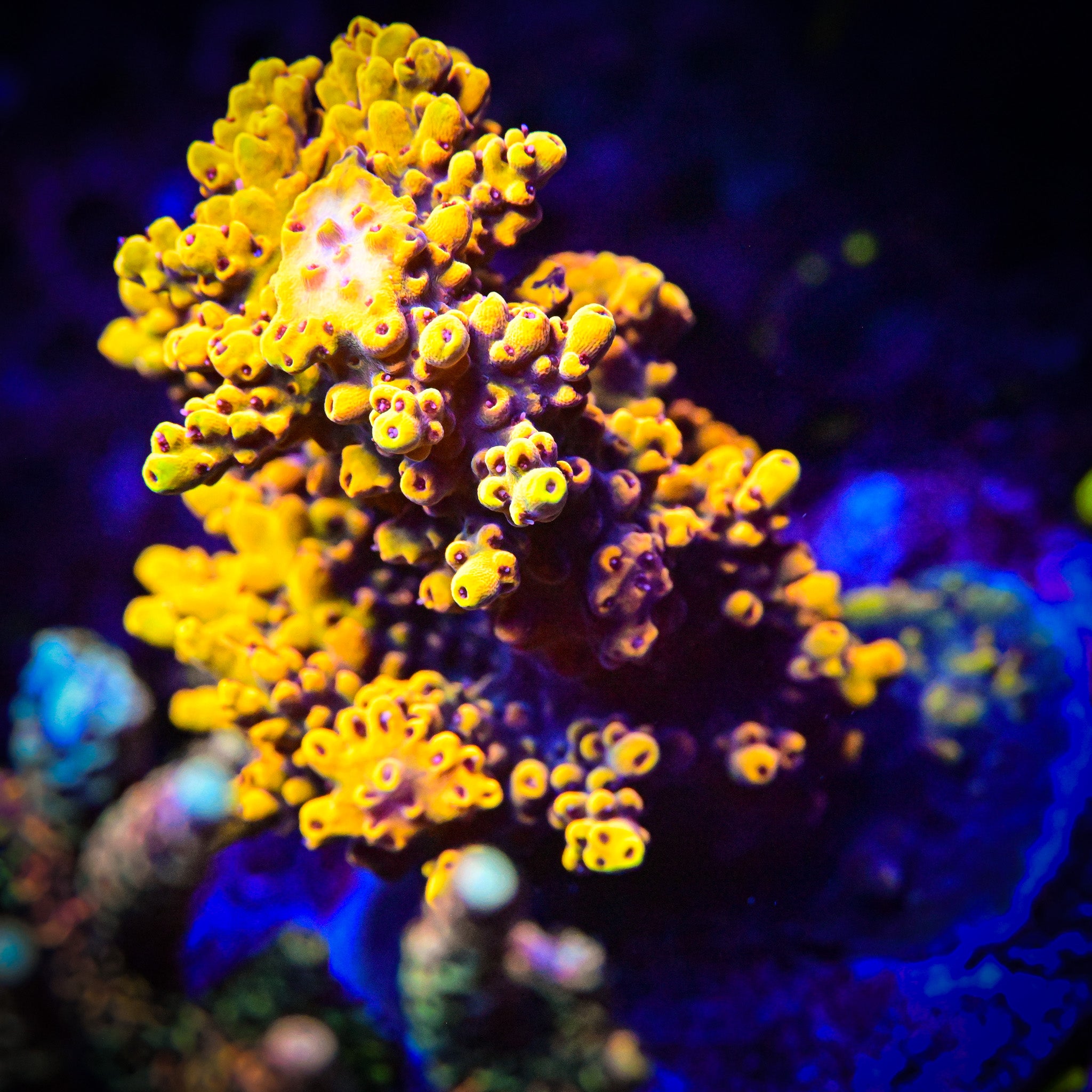 RC Bumblebee Acropora Frag