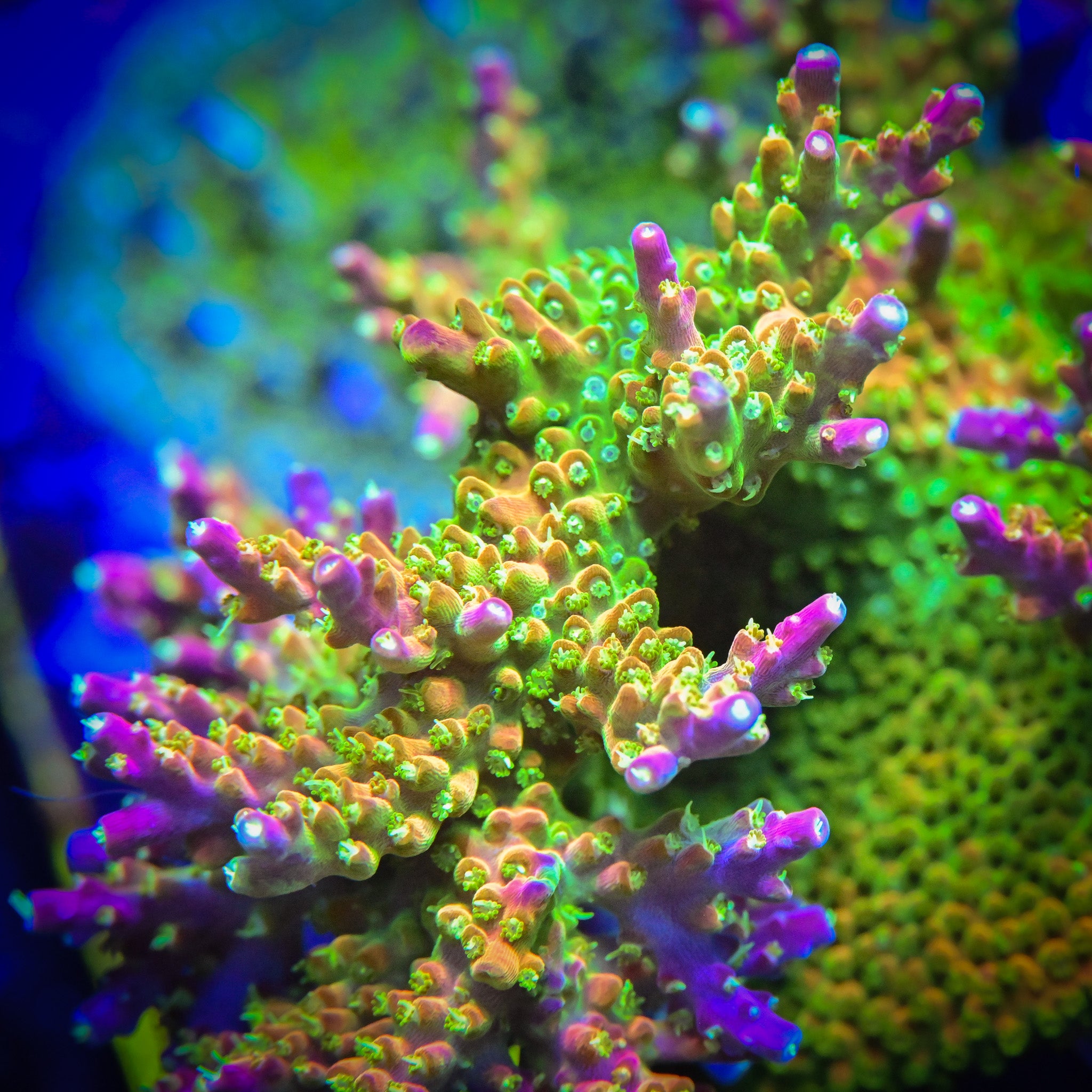 RR Asia Rainbow Loom Frag