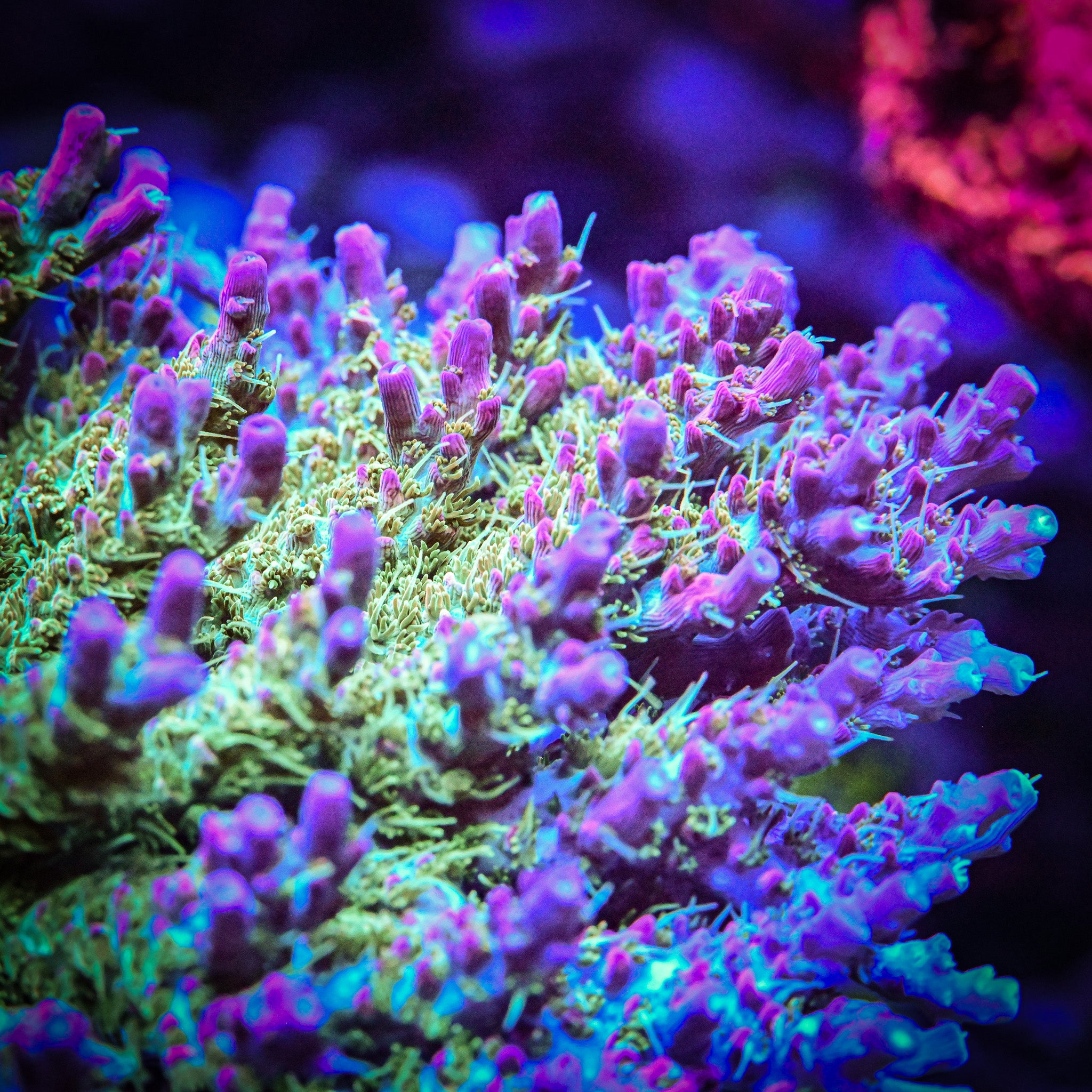 Sanjay's Leprechaun Beard