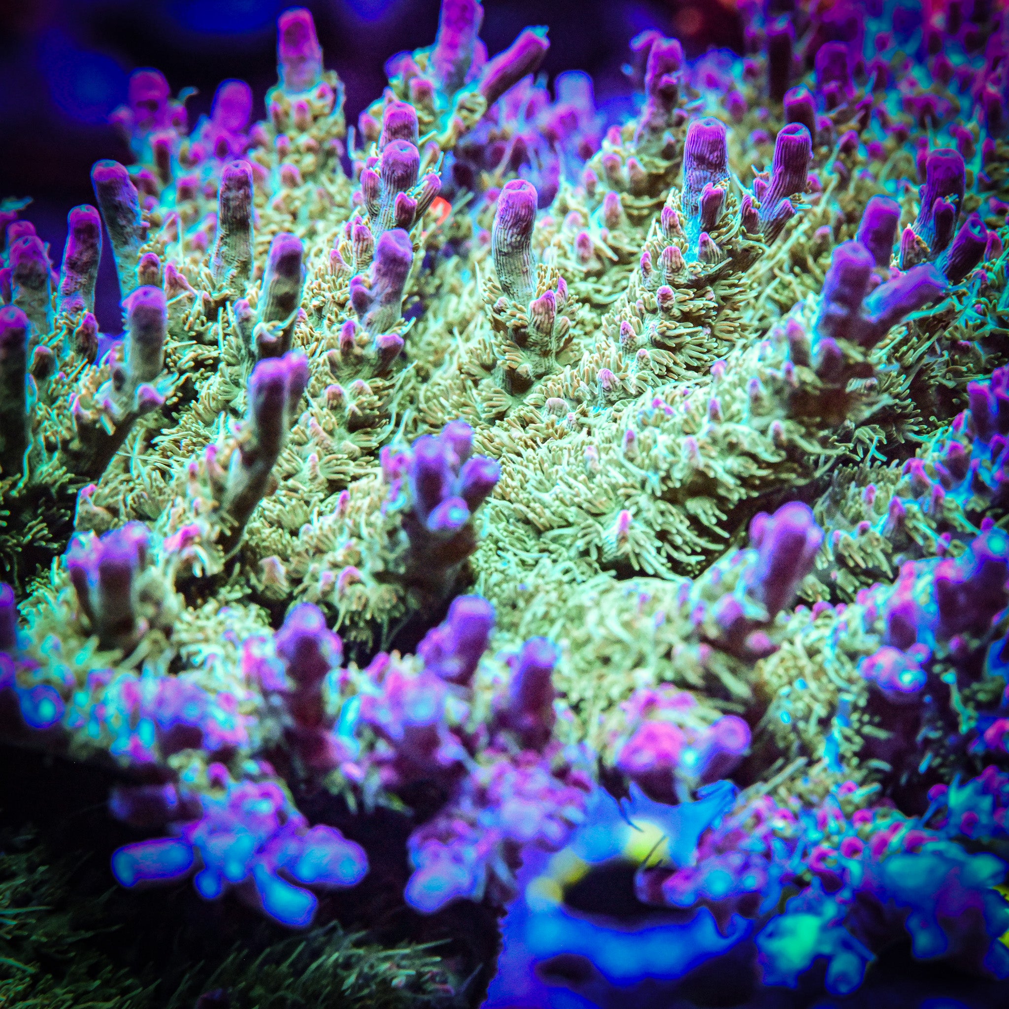 Sanjay's Leprechaun Beard