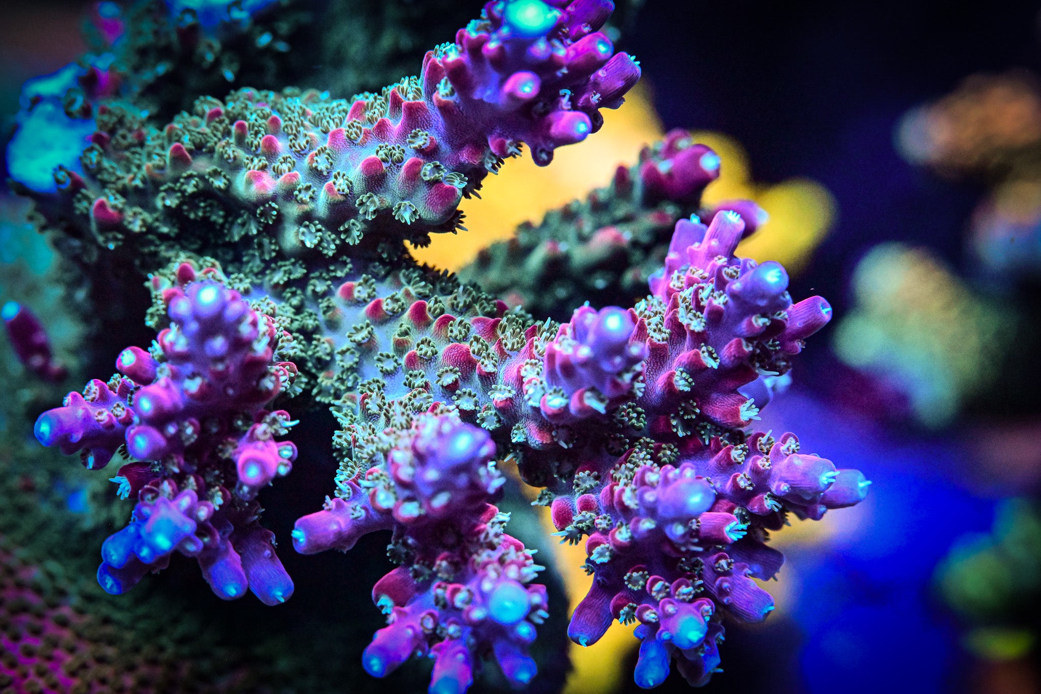 PTR Flaming Unicorn Farts Acropora