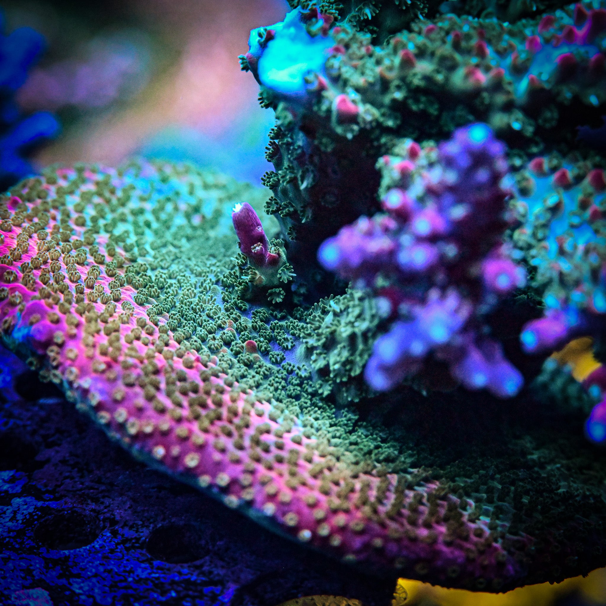 PTR Flaming Unicorn Farts Acropora