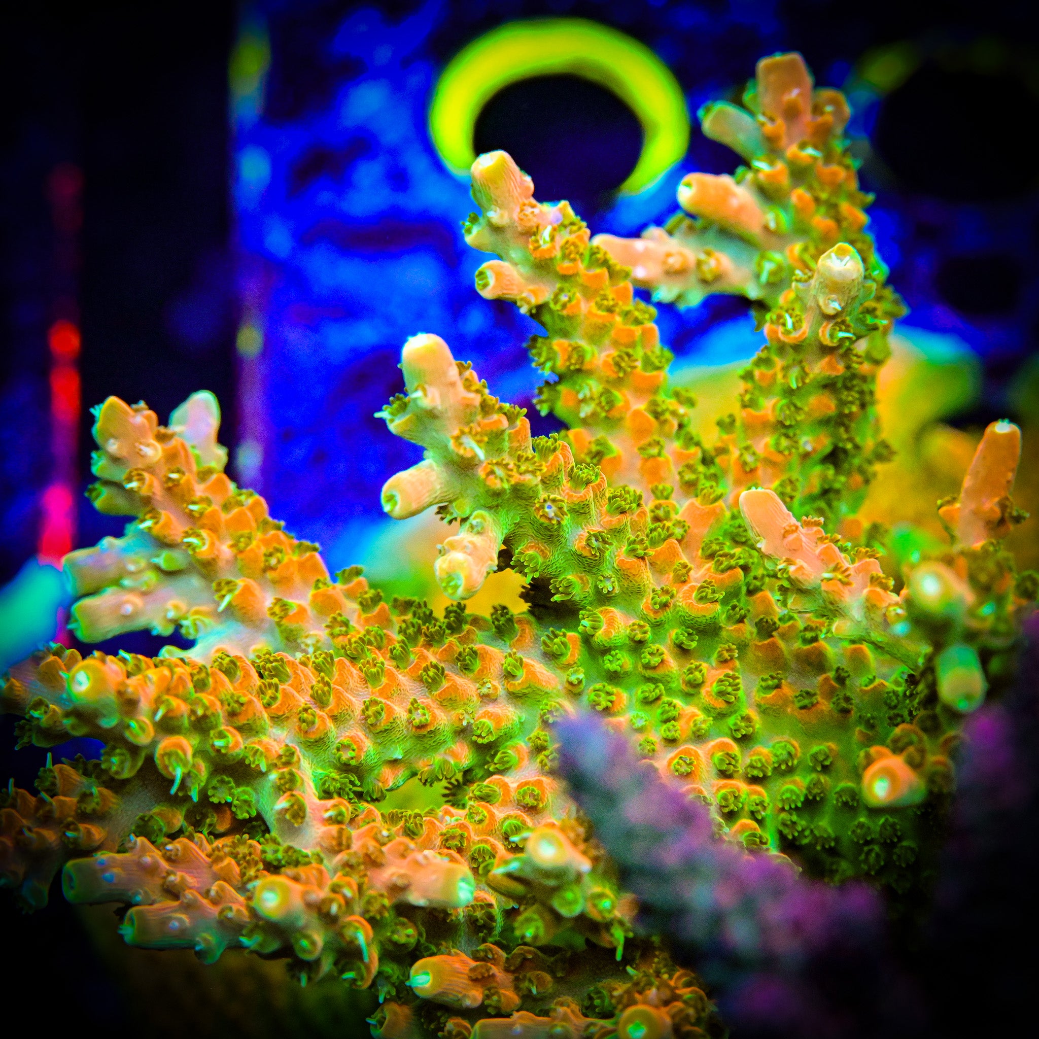 Reef Chasers | Buy Corals Online | TGC Orange Creamsicle Acropora
