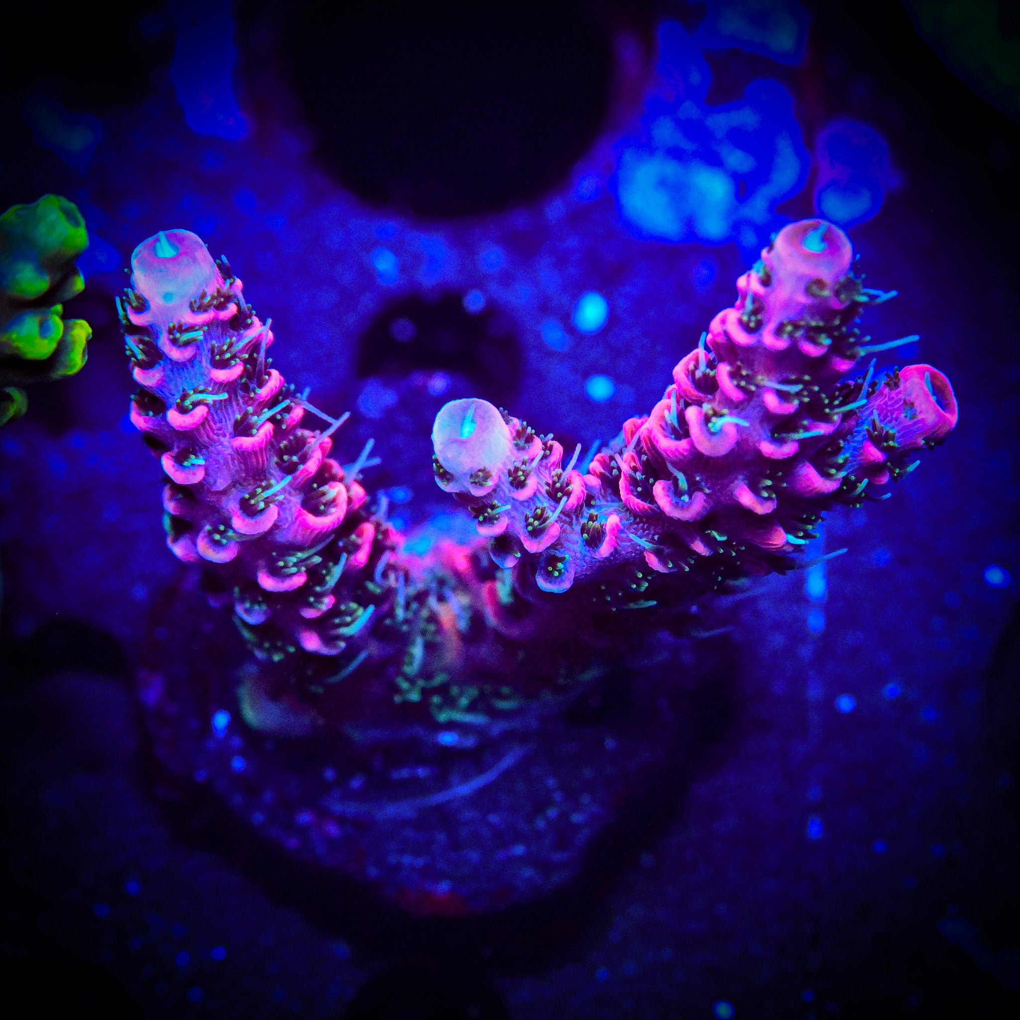 TGC Red Wing Millepora *ALMOST WYSIWYG*