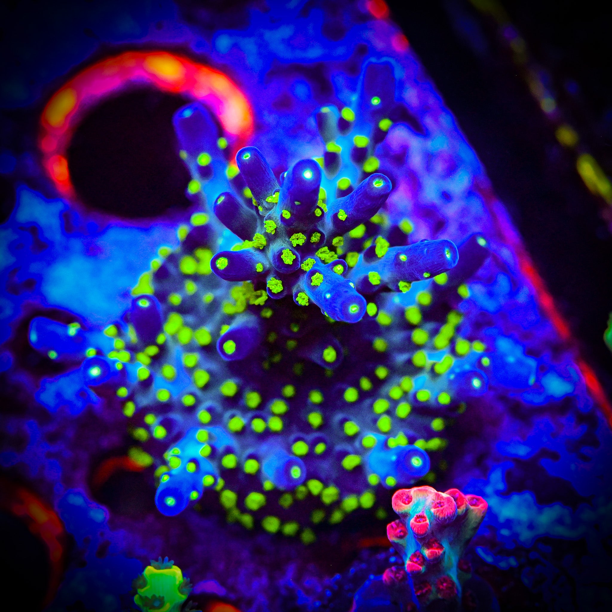 TSA Sour Patch Acropora *WYSIWYG*