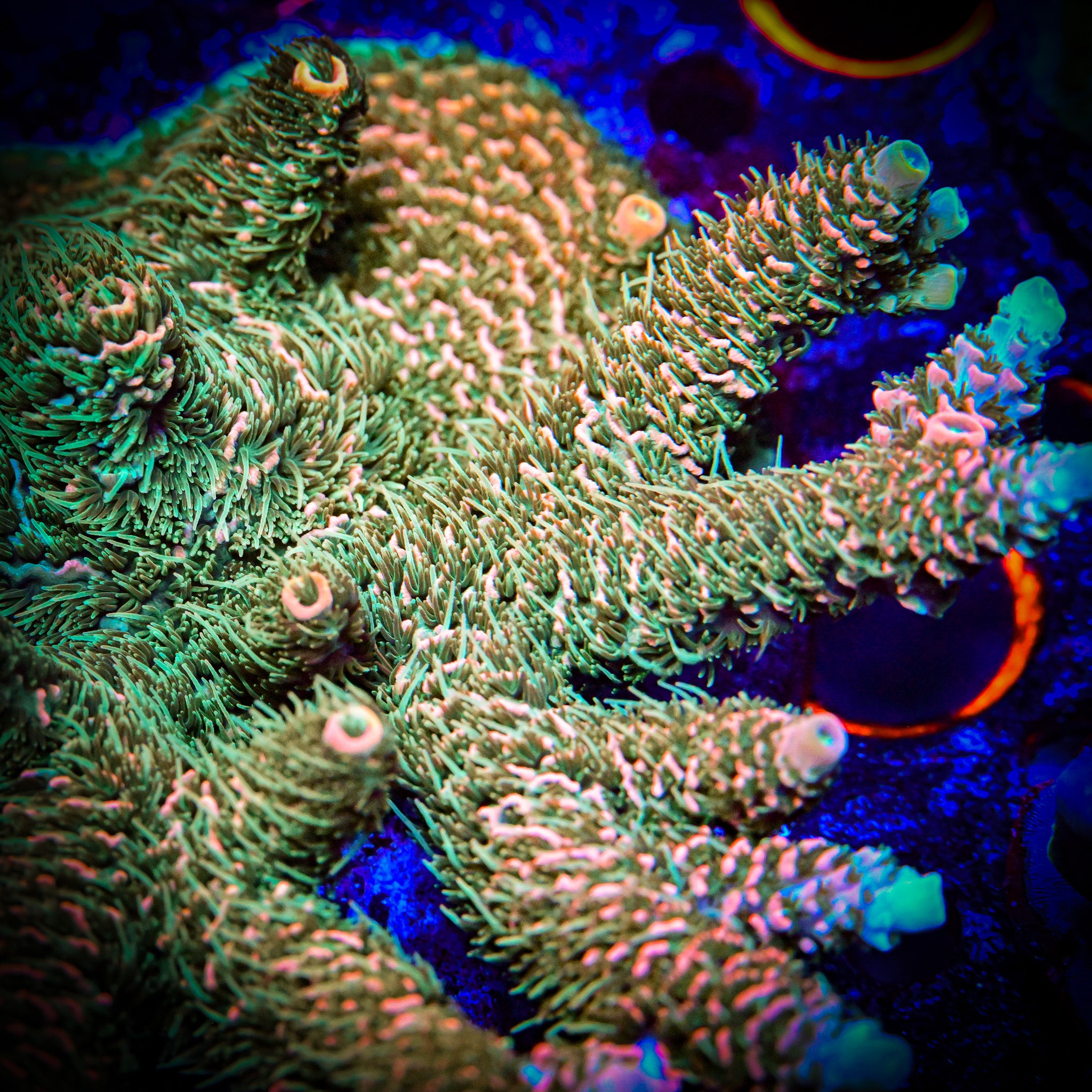 RC Jungle Juice Acropora