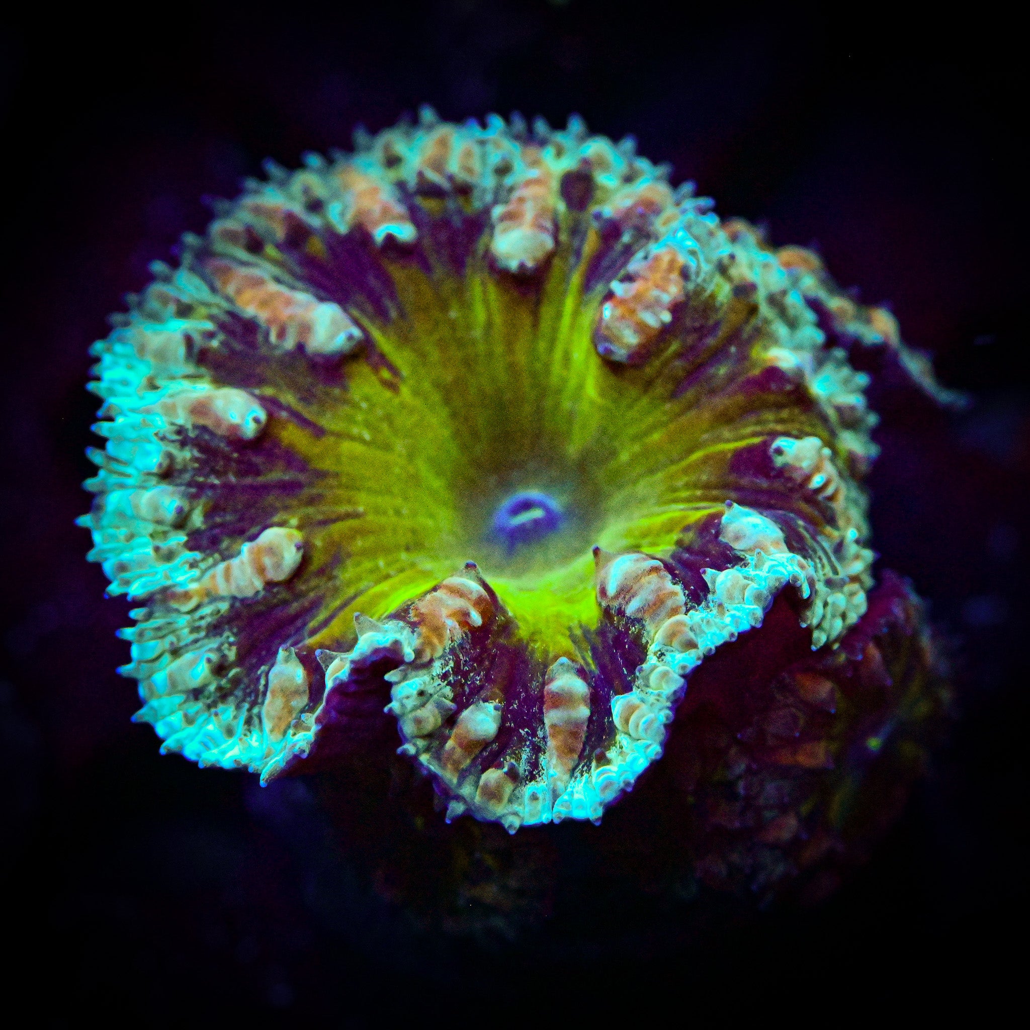 RC Radiator Fluid Blastomussa