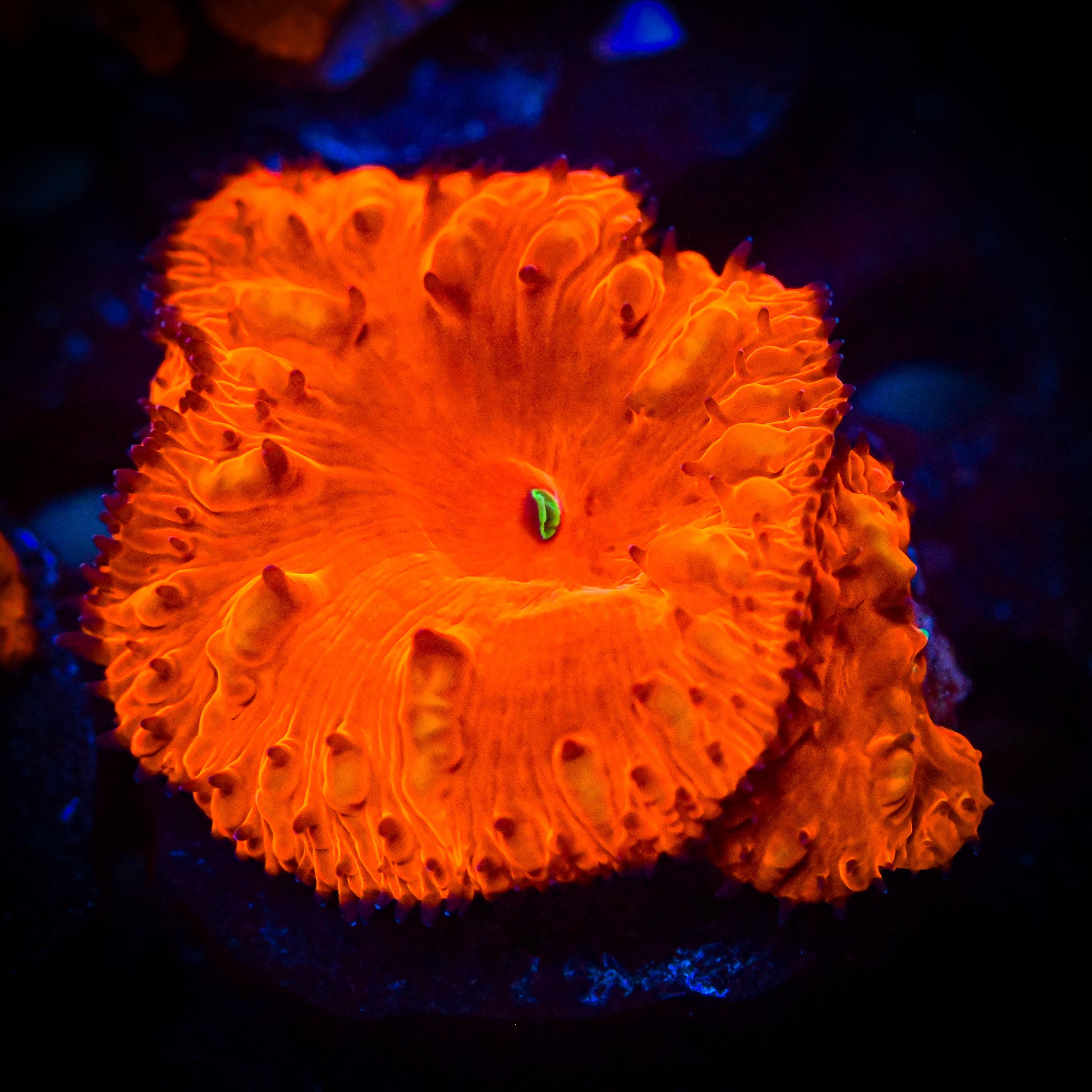 RC Ultra Red Blastomussa