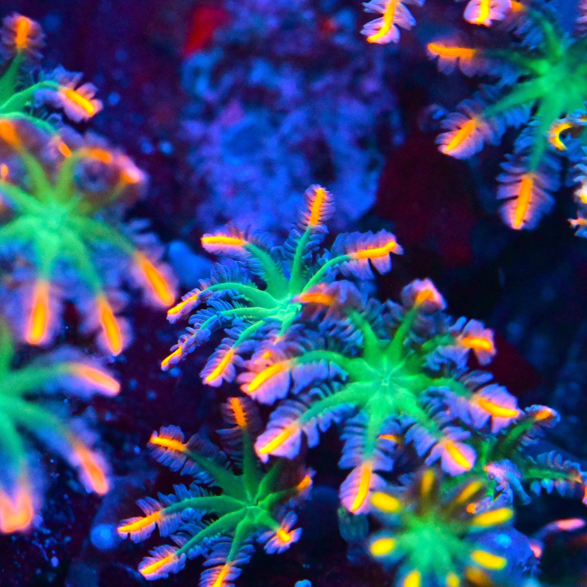 TSA Firework Clove Polyps