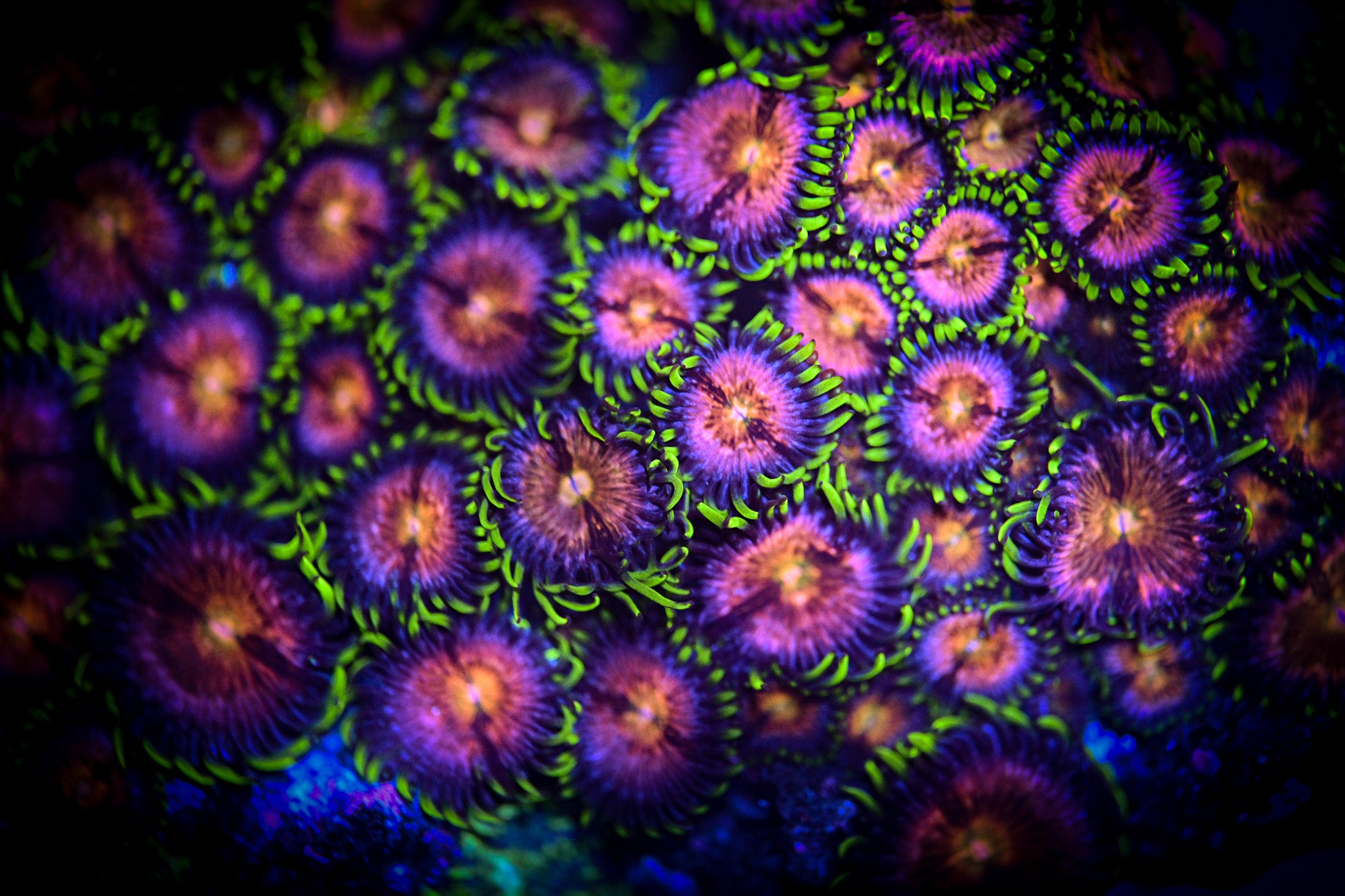 RC Nirvana Zoanthid Frag