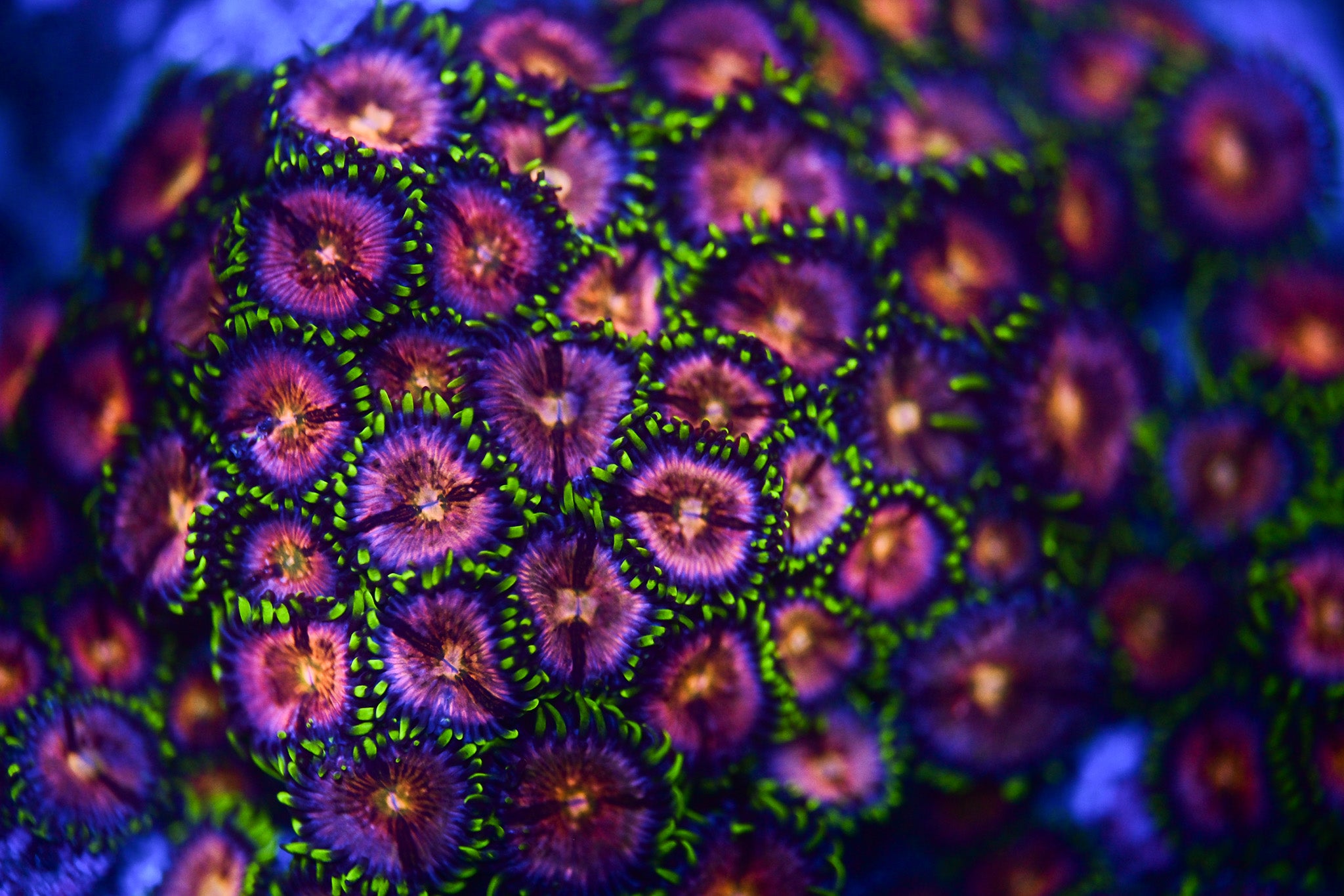RC Nirvana Zoanthid Frag