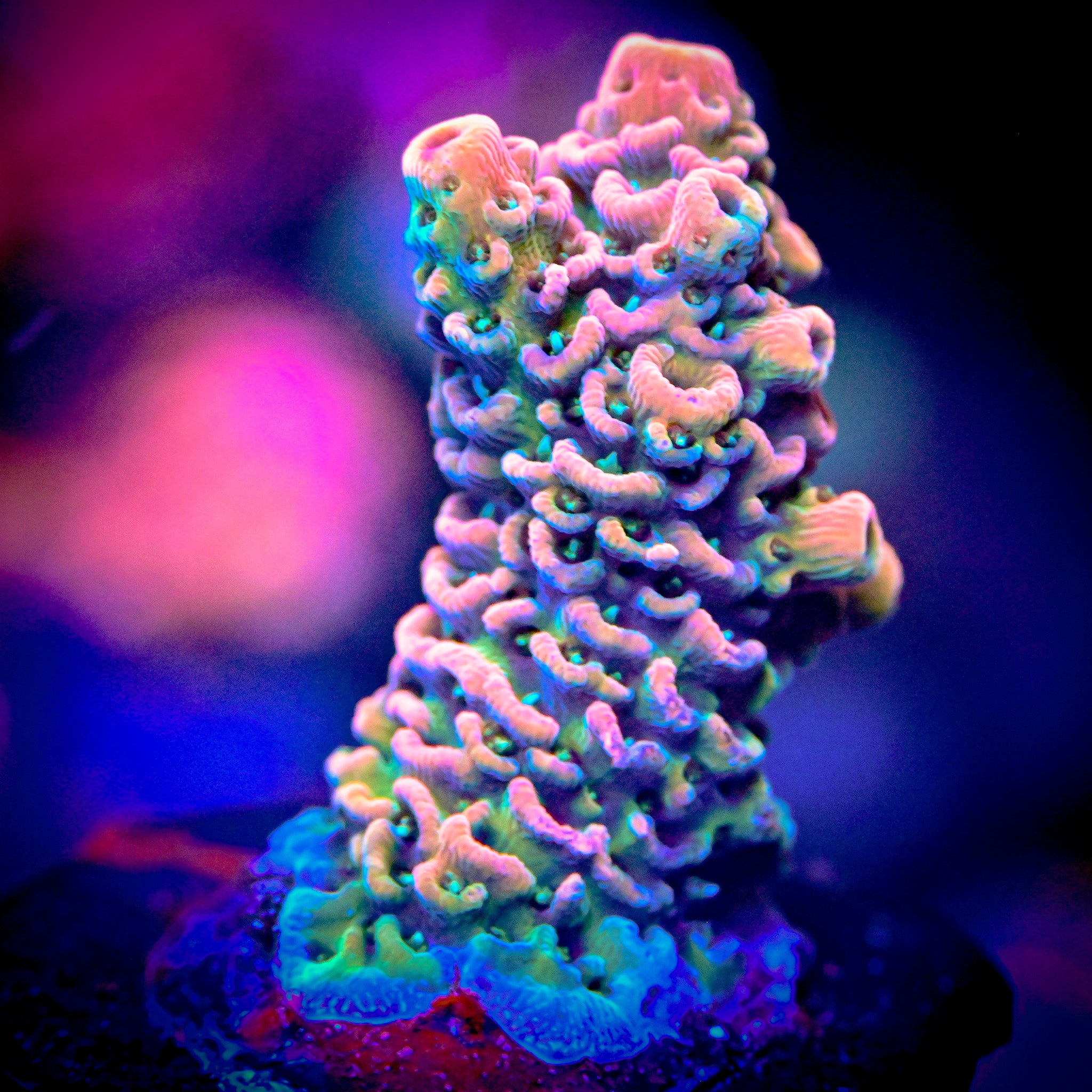 RC Righteous Gemstone Acropora