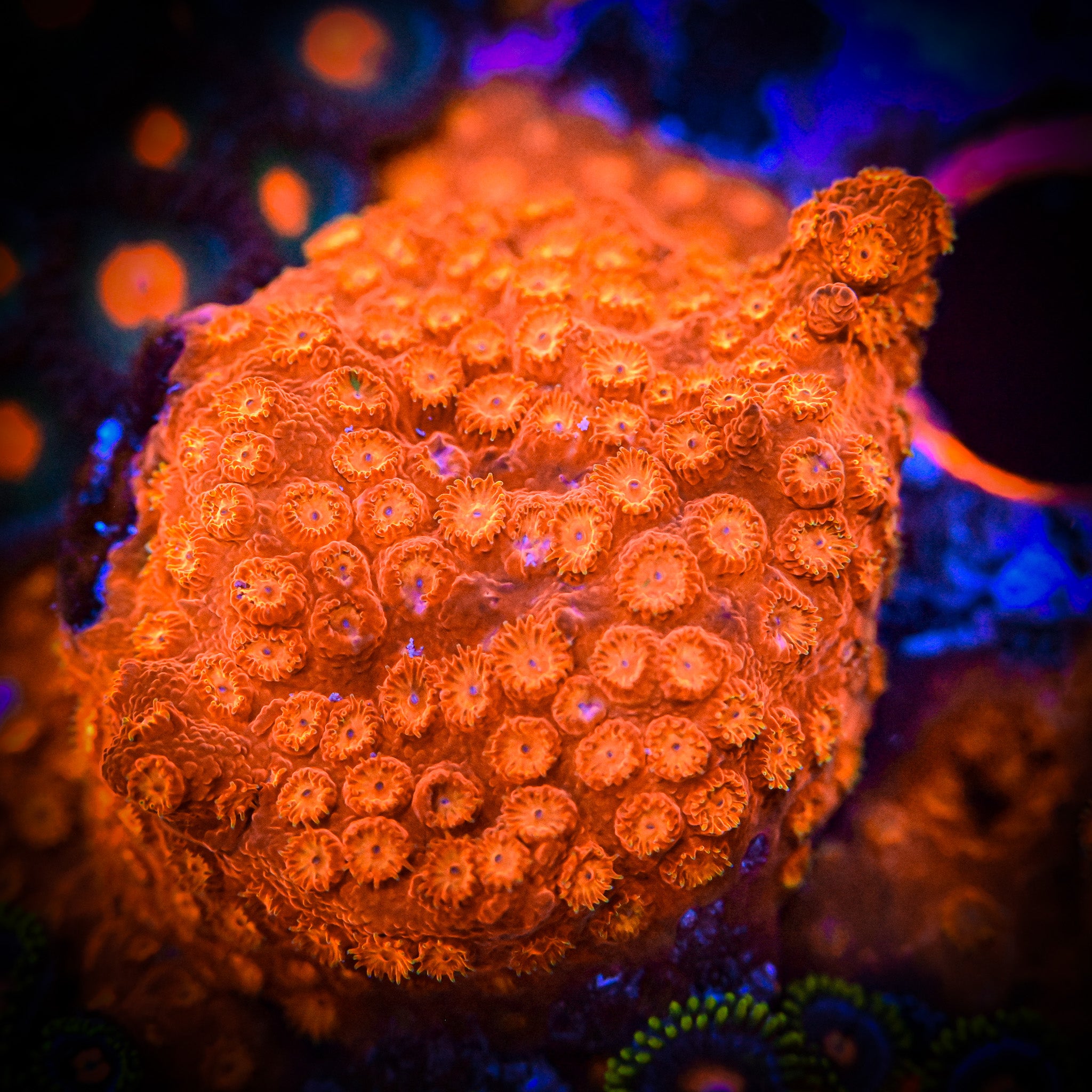 RC Sun God Cyphastrea