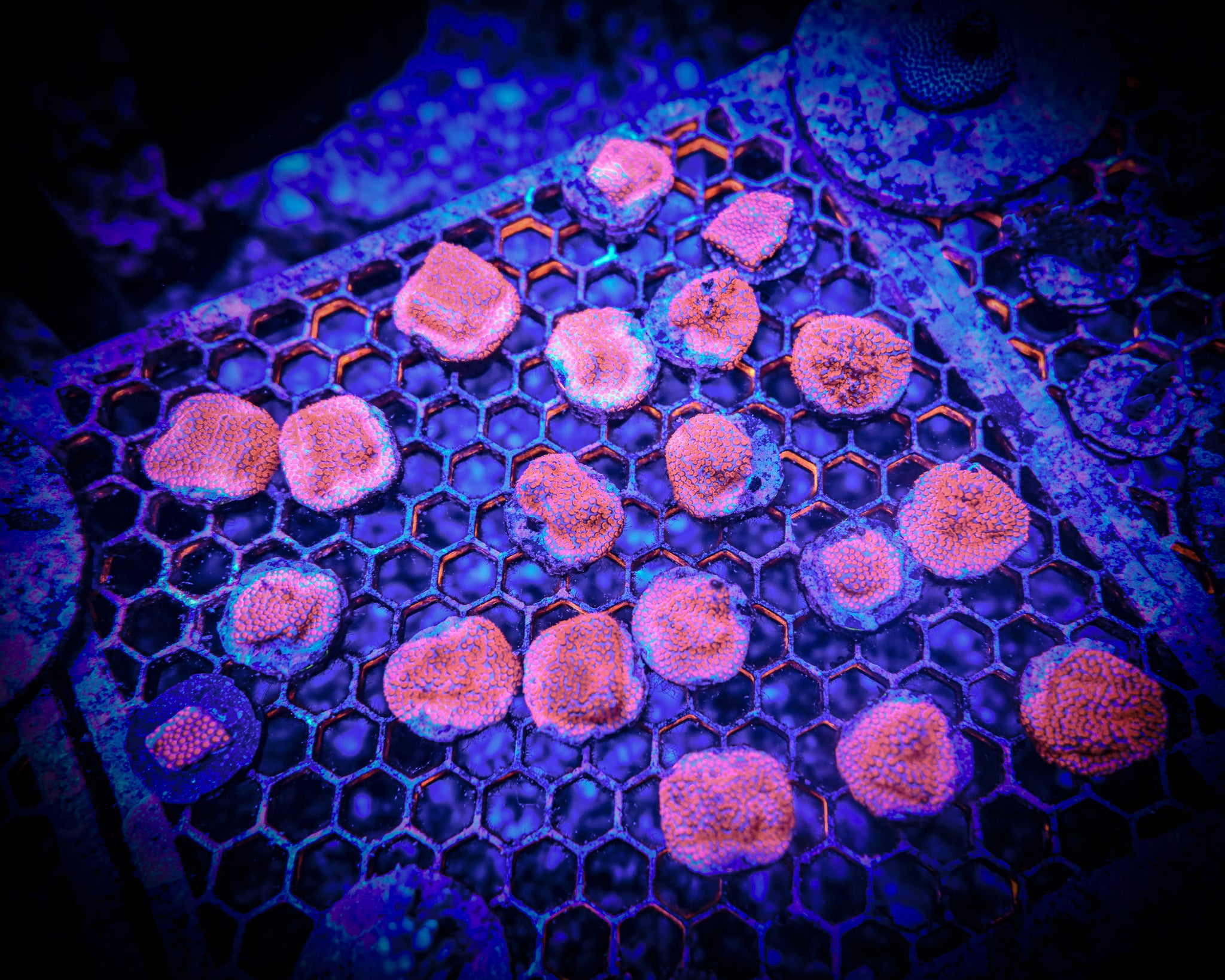RC Superman Porites Frag