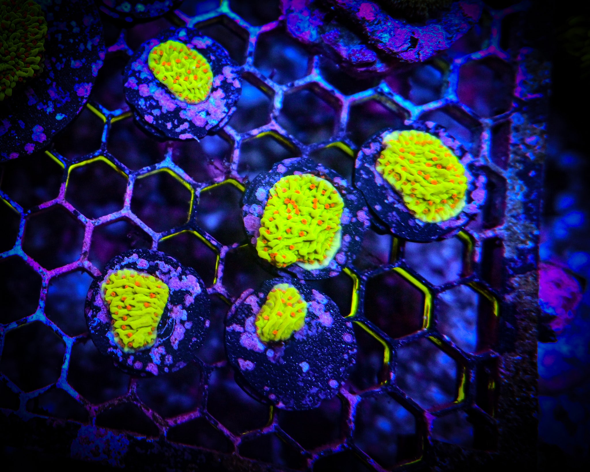 RC Cousin Eddies Toxic Montipora