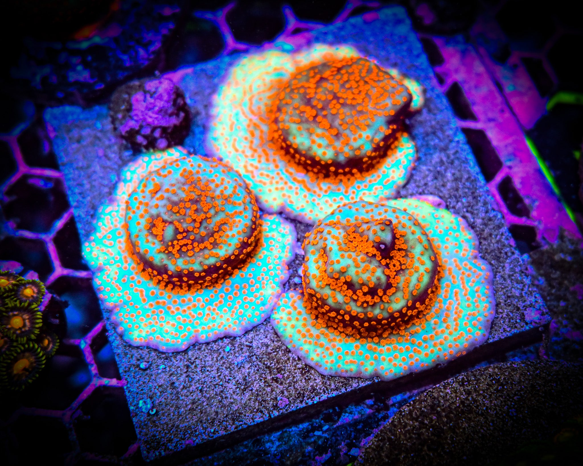RC Chili Pepper Montipora Frag