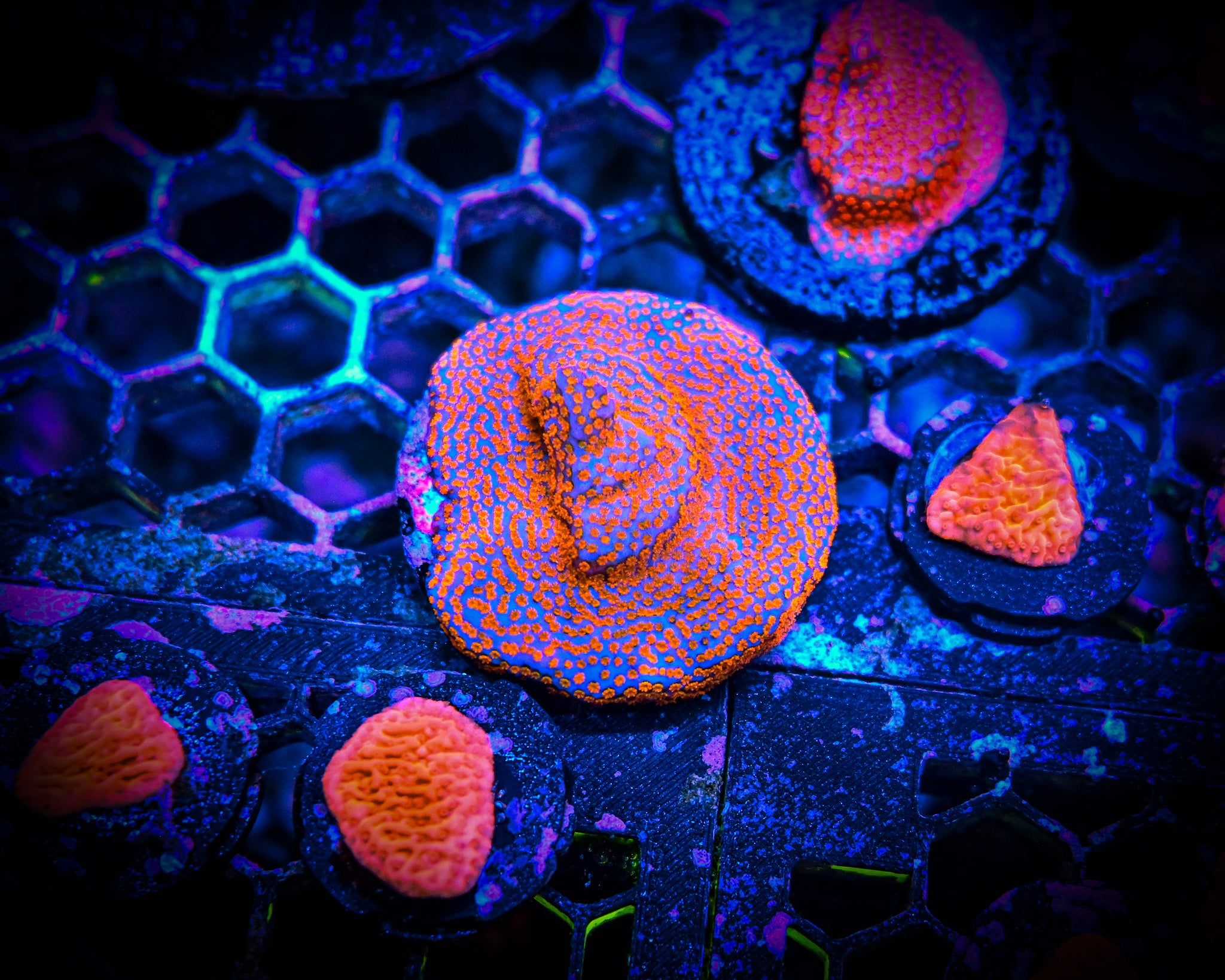 RC Superman Montipora Frag