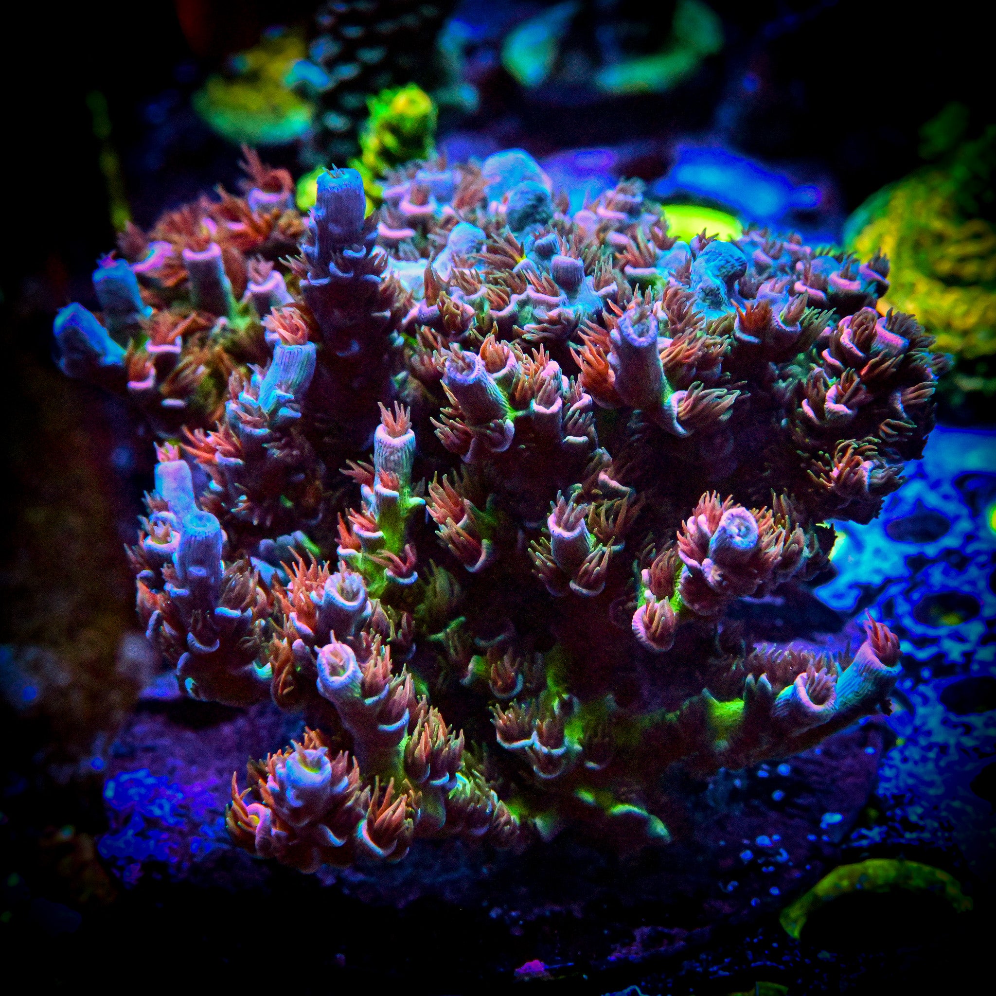 RC Fun House Acropora