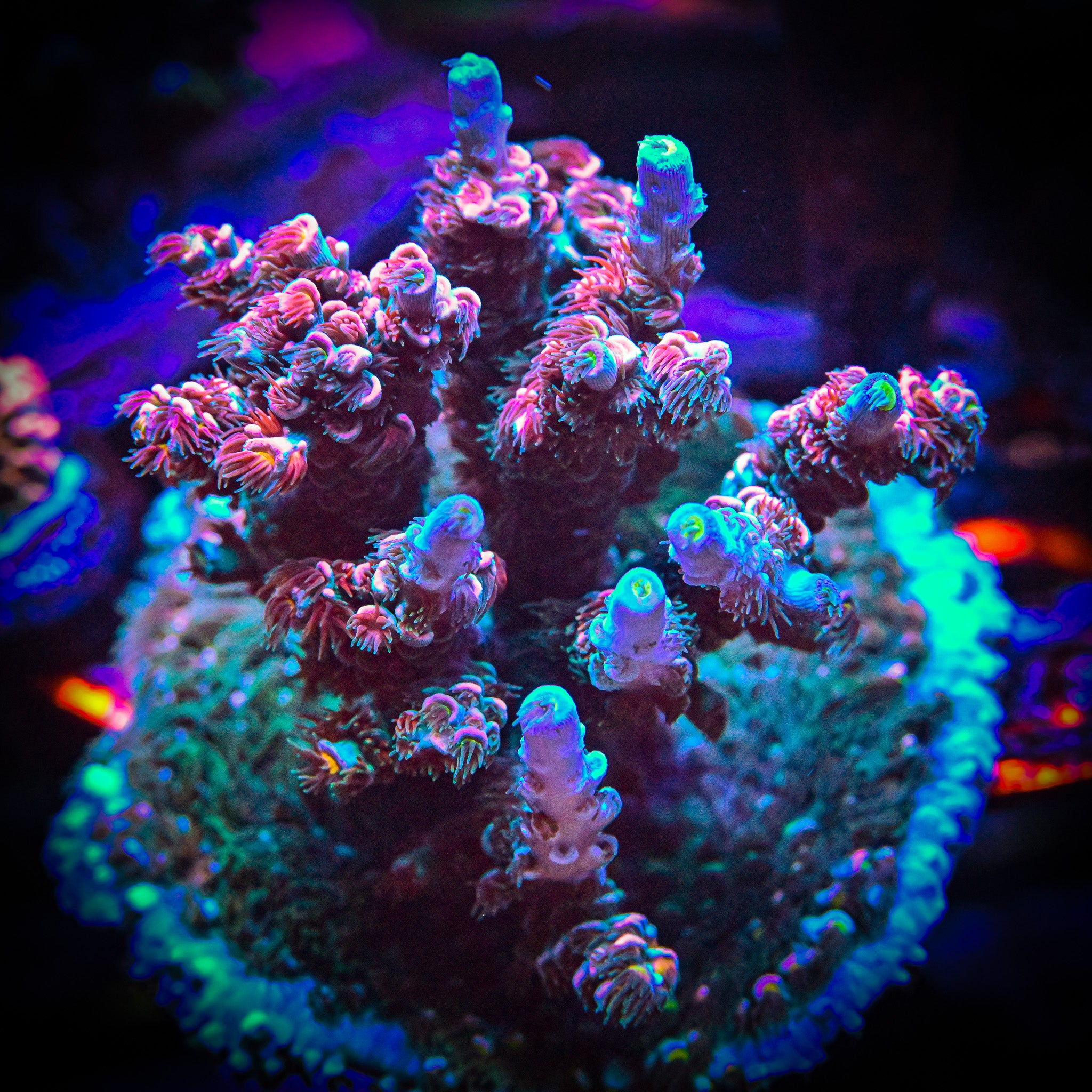 RC Burning Bush Acropora