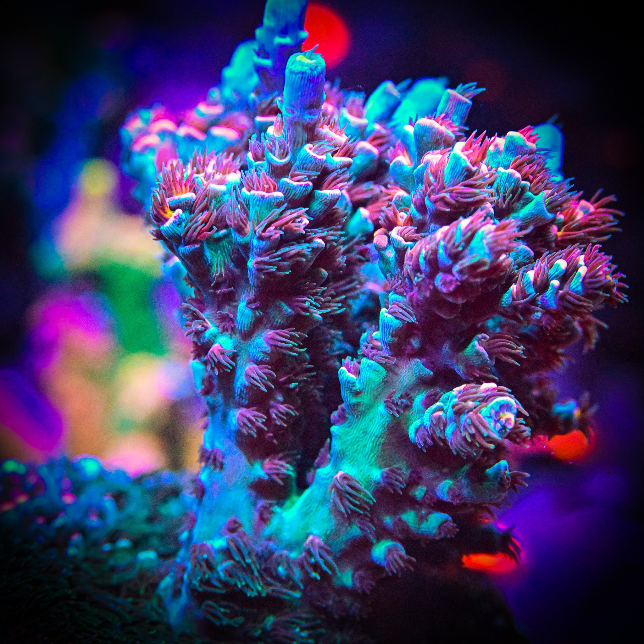 RC Burning Bush Acropora