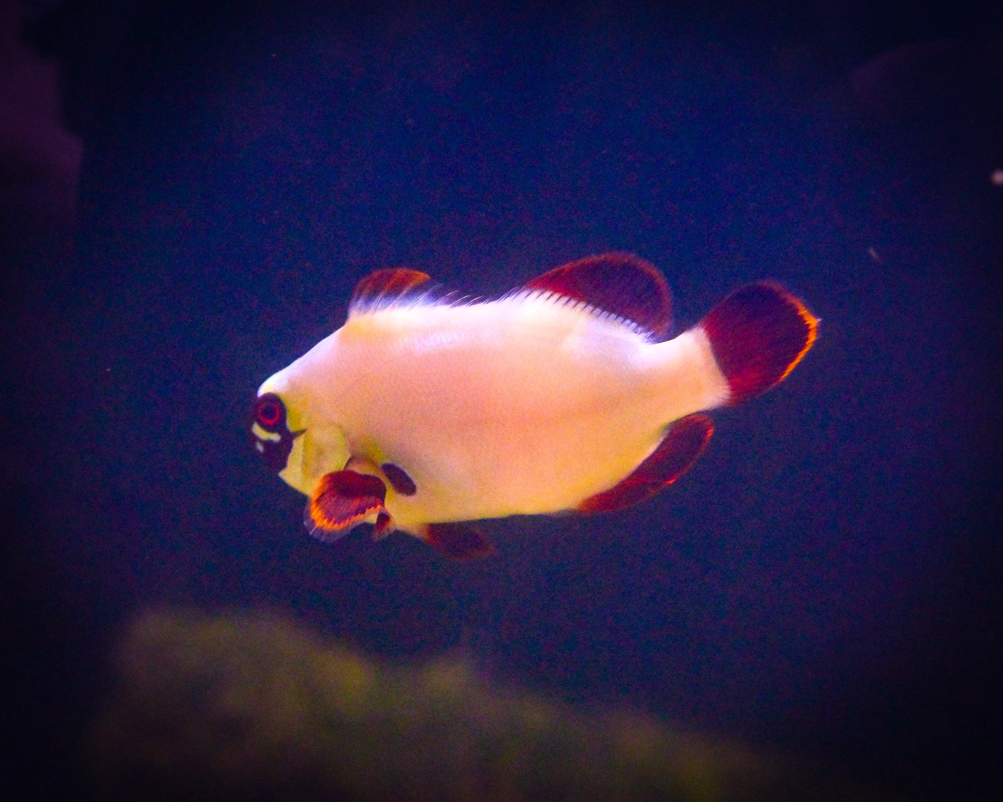 Maroon Gold Nugget (Quarantined)