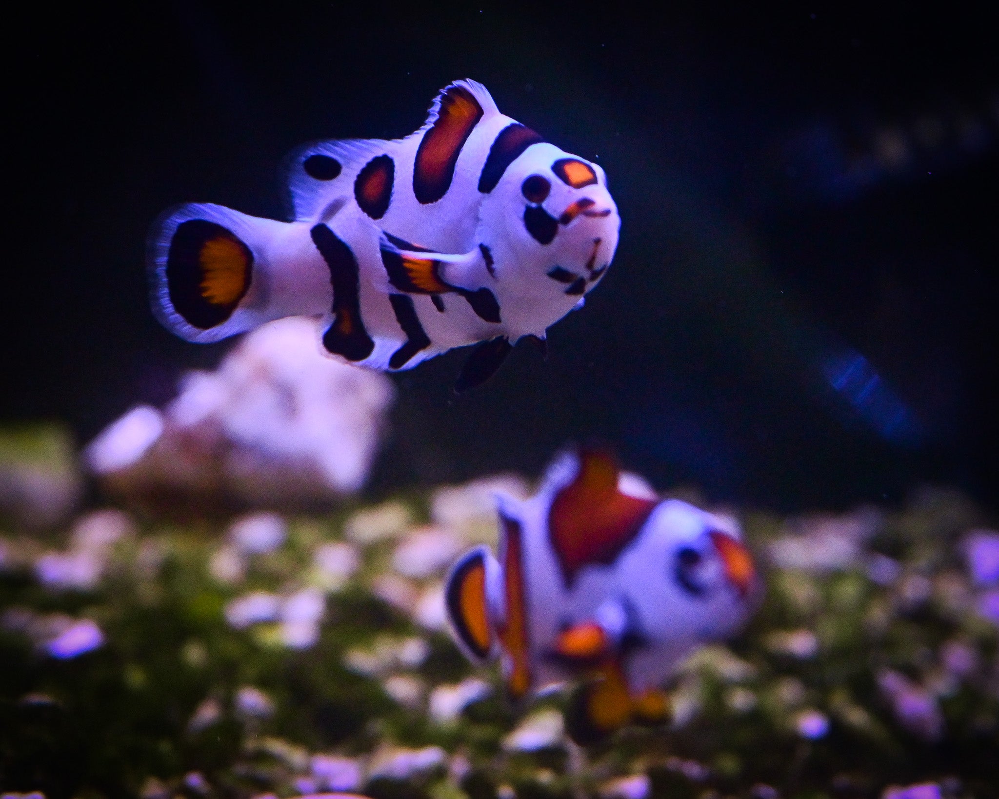Orange Super Storm Bonded Pair